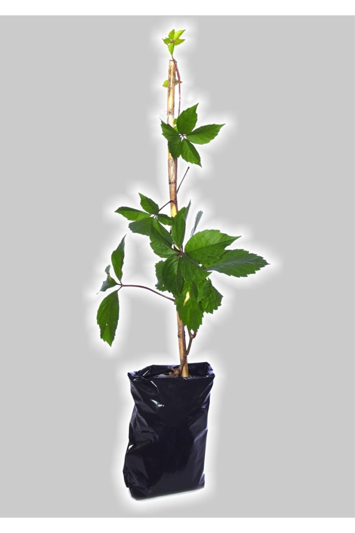 LS BOTANİK Amerikan Sarmaşığı Fidanı Saksılı 100 120cm