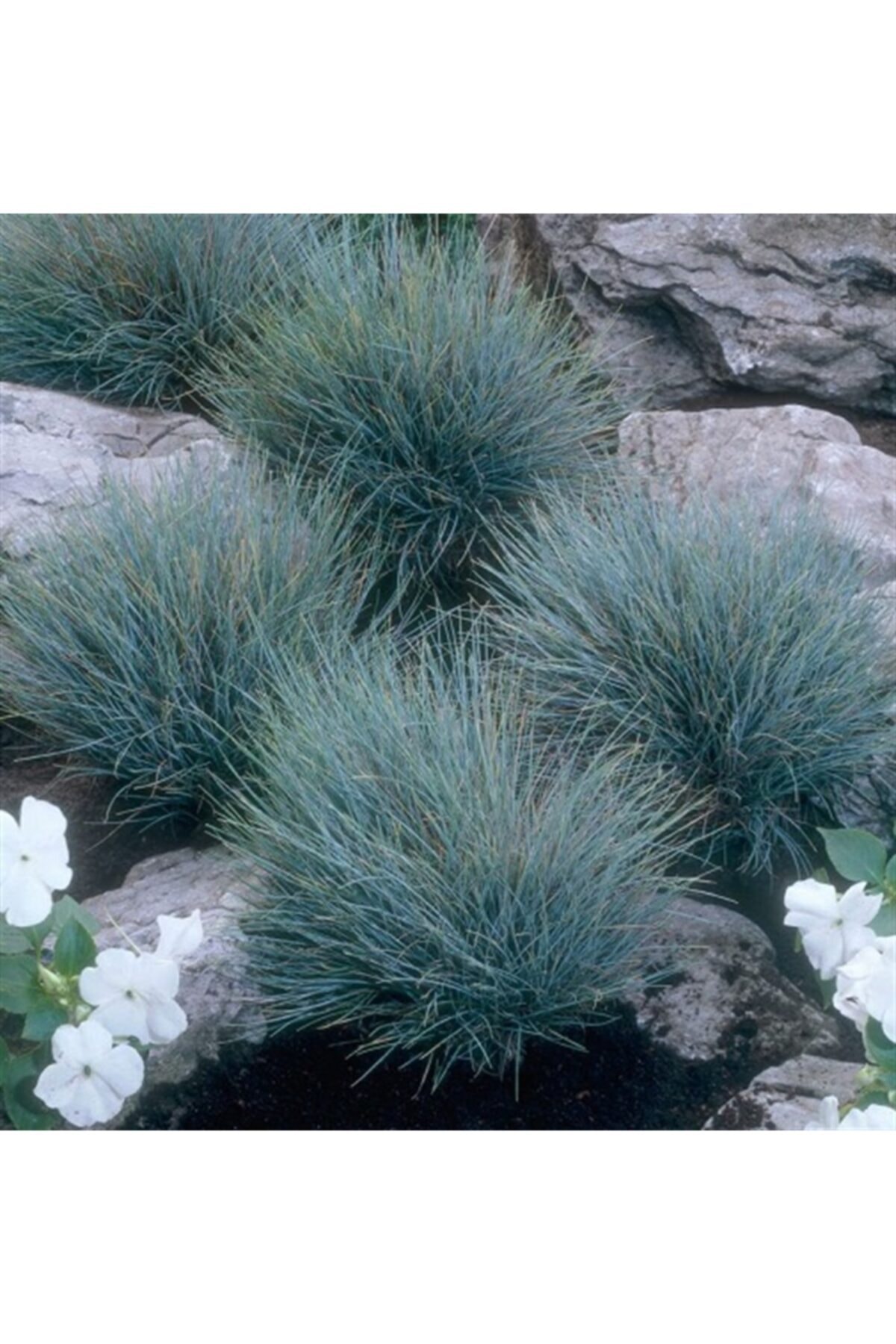1001fidan Festuca Glauca Blaufuchs Blue Fox Mavi Tilki Festuka Fidesi 0-20 cm