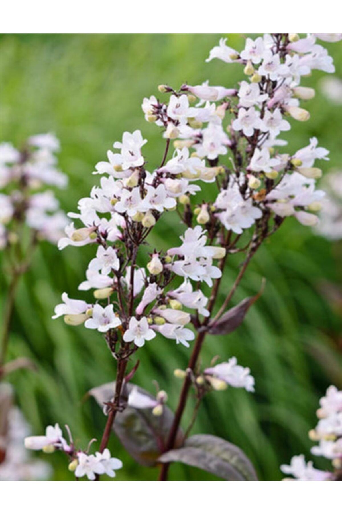 1001fidan Penstemon Digit. Husker Red Sakallı Dil Fidanı 10-30cm
