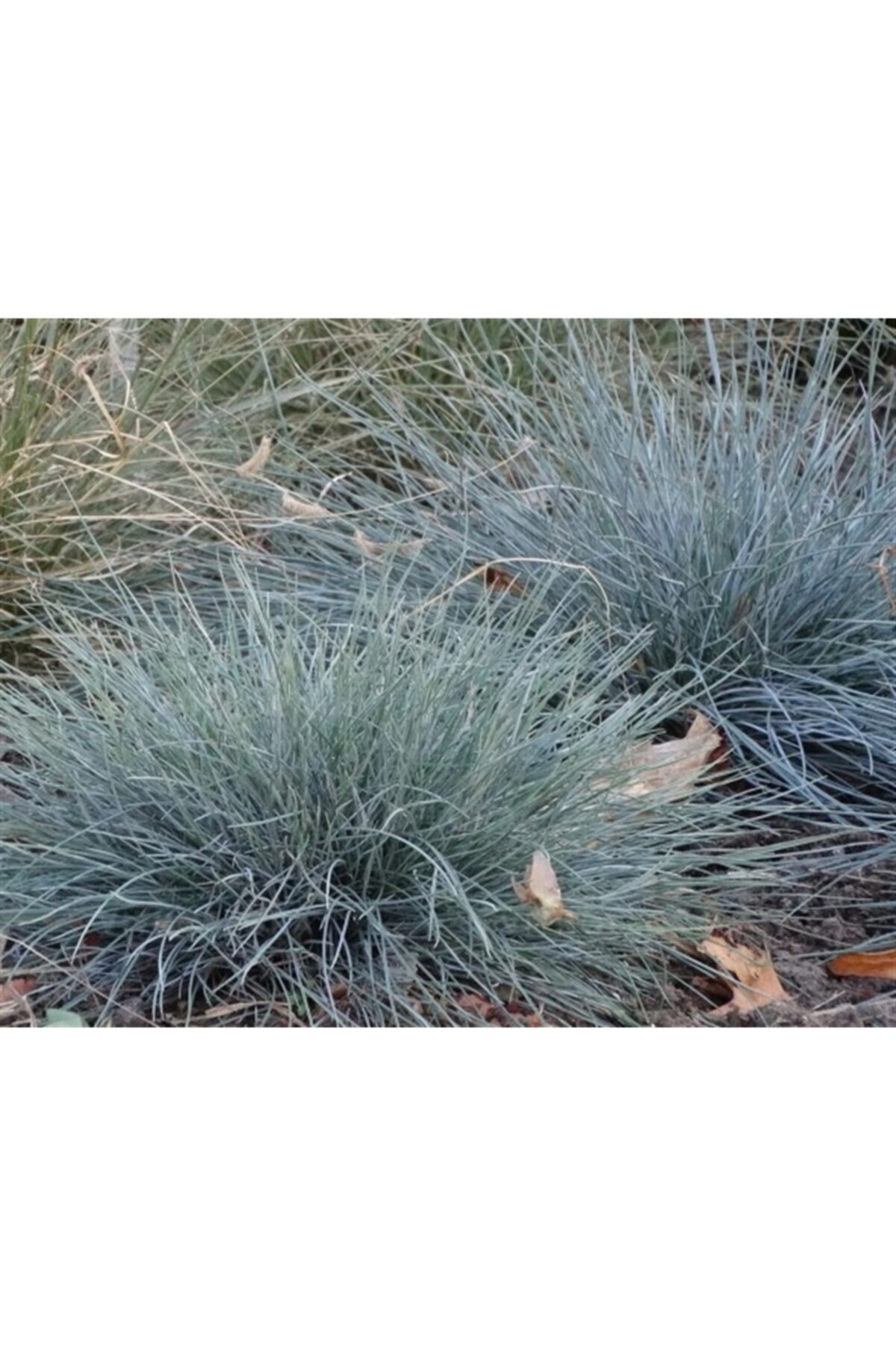 1001fidan Festuca Glauca Azurit Festuka Fidesi