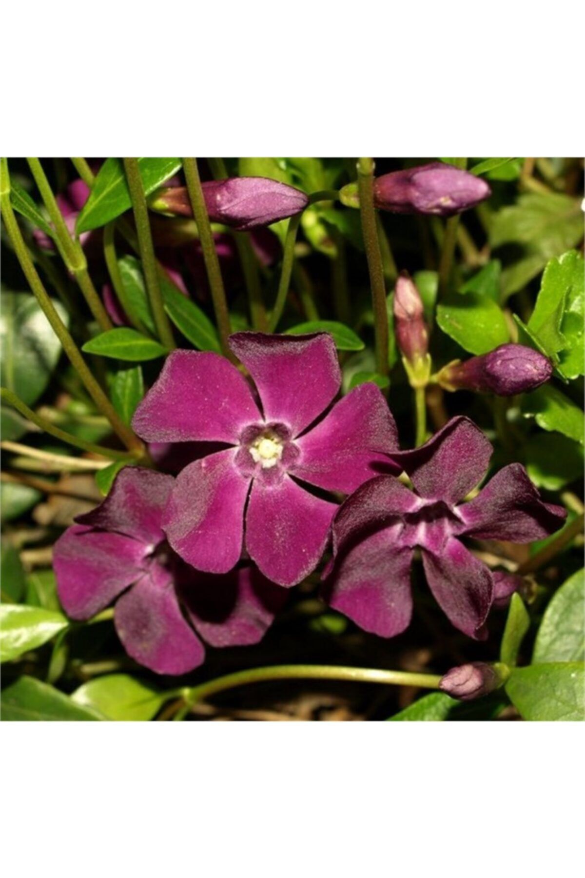 1001fidan Vinca Minor Atropurpurea Bordo Cezayir Menekşesi Fidanı 0-30cm