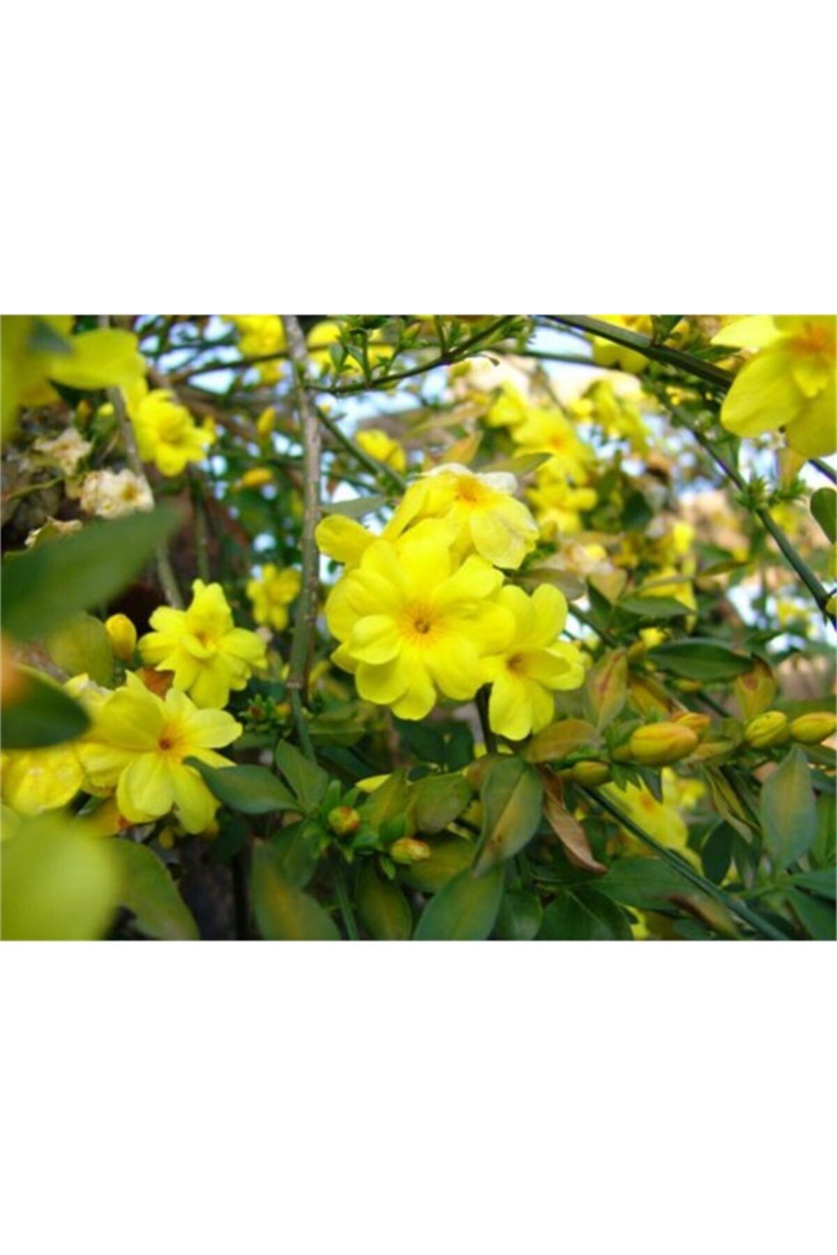 1001fidan Jasminum Nudiflorum Çalı Yasemin Sarı Yasemin Fidanı 60-80 cm