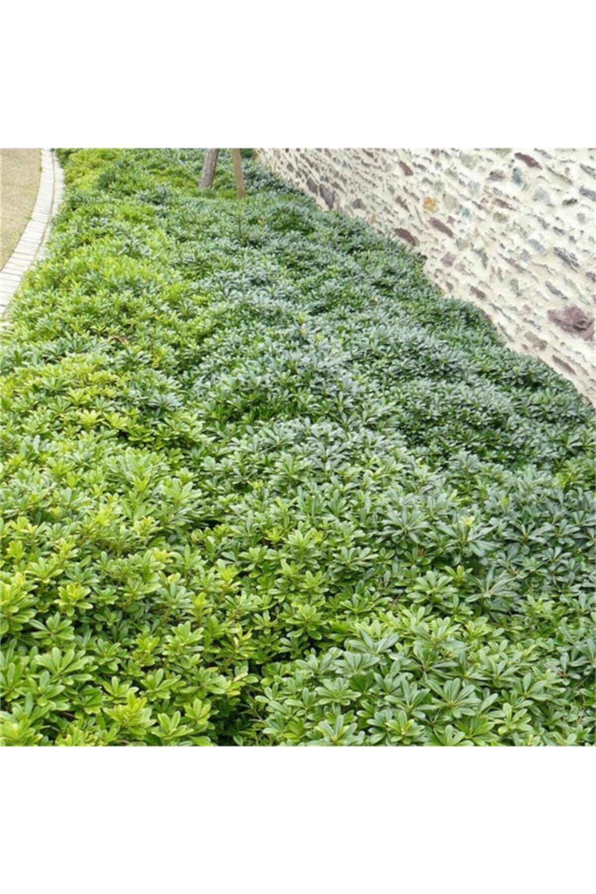 1001fidan Pittosporum Tobira Nana Bodur Pitos Yıldız Çalısı 10-20 cm.