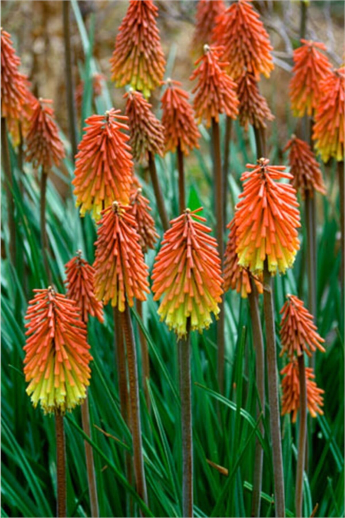 1001fidan Kniphofia Uvaria Meşale Zambağı Fener Çiçeği Fidesi