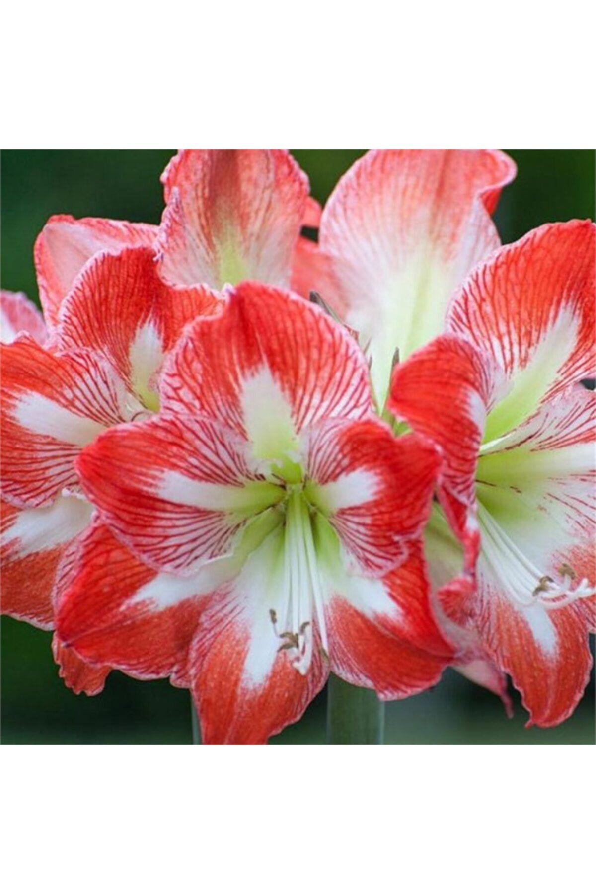 1001fidan Hippeastrum Minerva Amaryllis Amarillis Soğanı 0-40cm