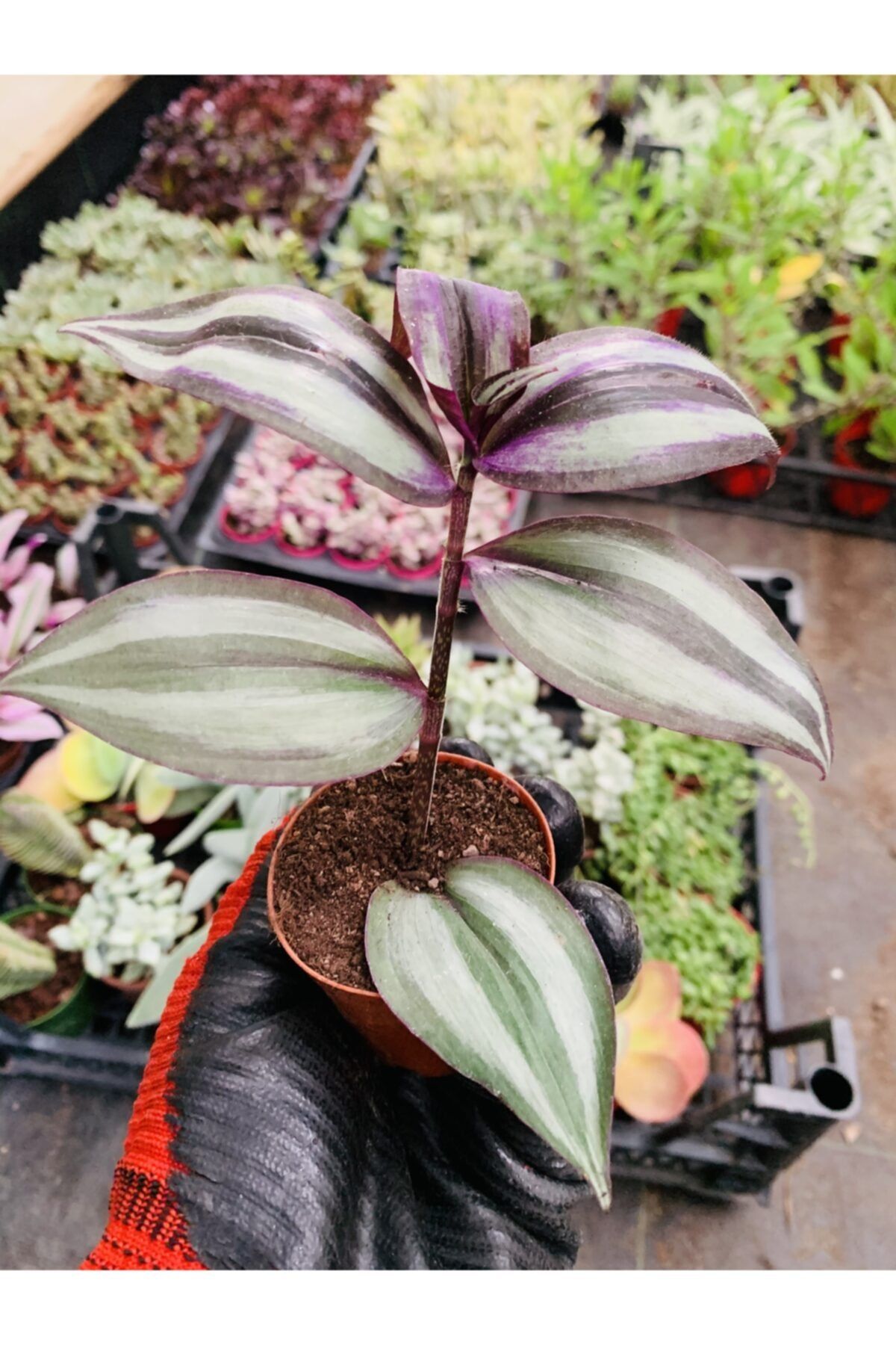 foliumbotanik Tradescentia Zebrina Mor Telgraf Çiçeği