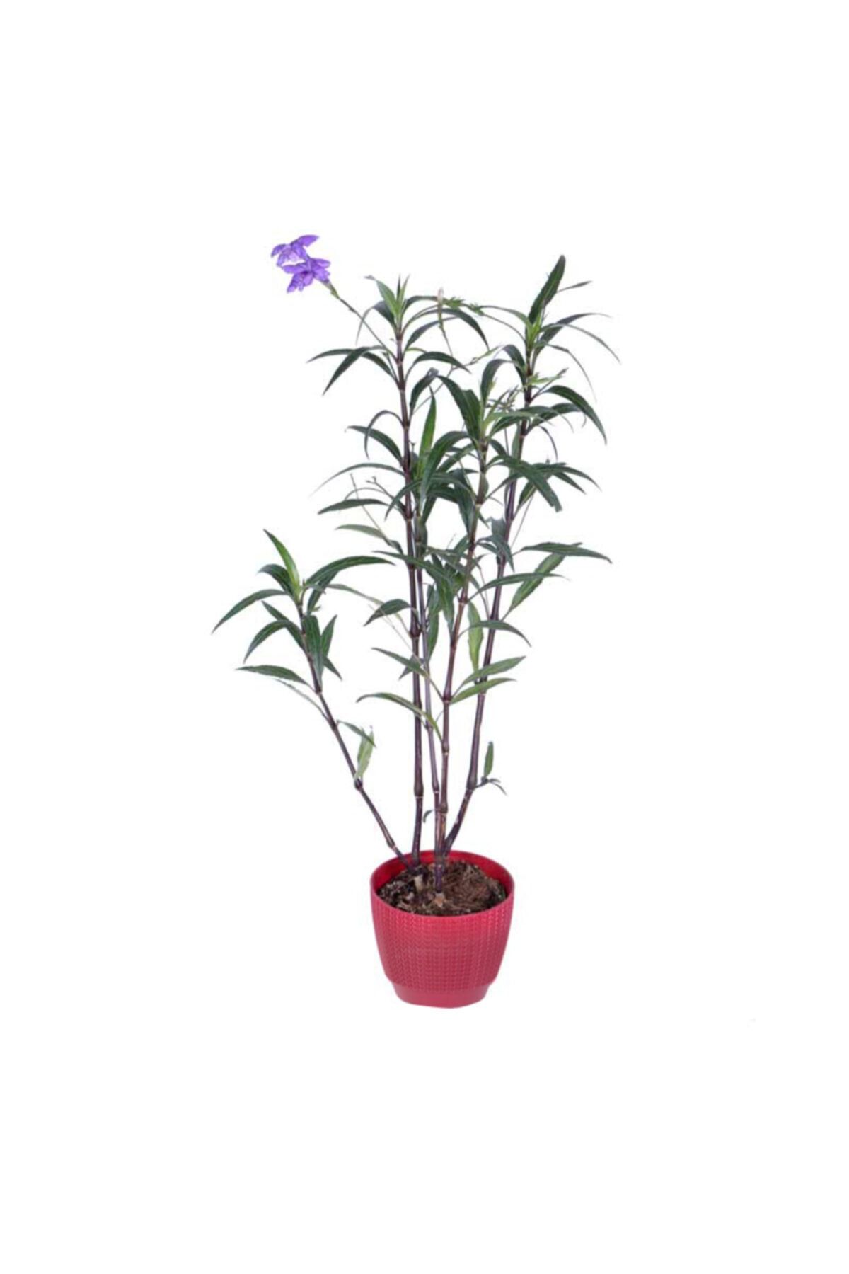 HOBİ VE BAHÇE Meksika Petunyası – Ruelya - Saksı'da (ruellia)