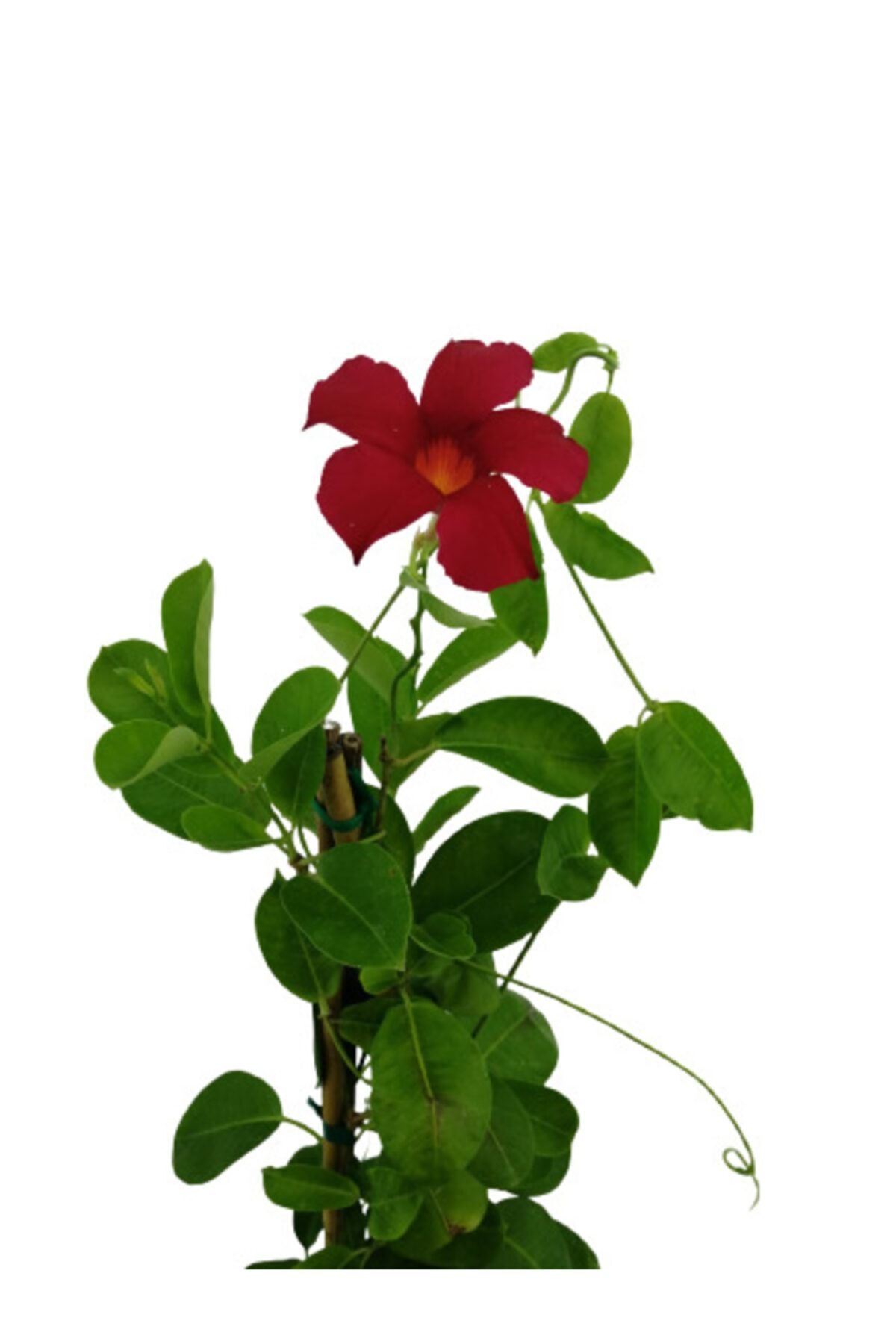 SERVET GARDEN Mandevilla Çiçeği 50-60