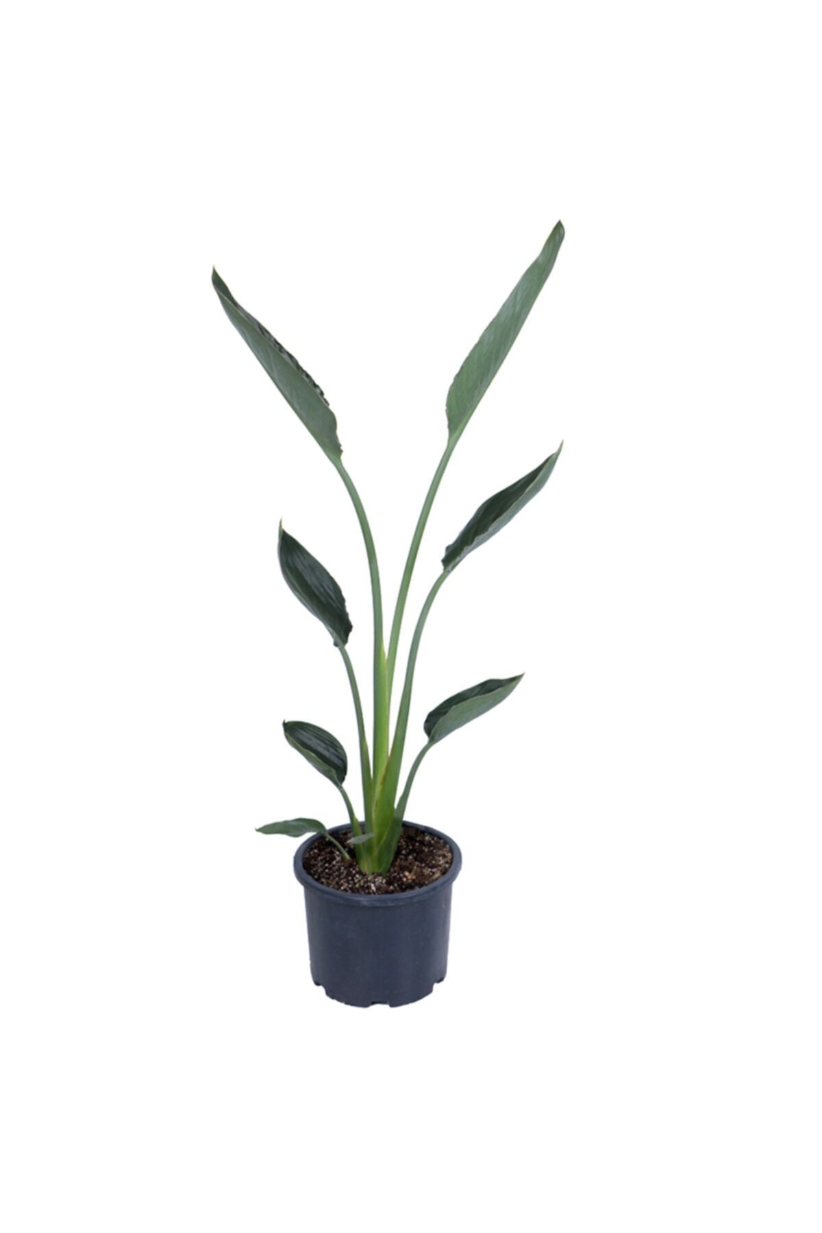 HOBİ VE BAHÇE Büyük Boy Starliçe Regina - Bitki Boyu 80-90 Cm (SAKSI HARİÇ) - Cennet Kuşu - Strelitzia Regina