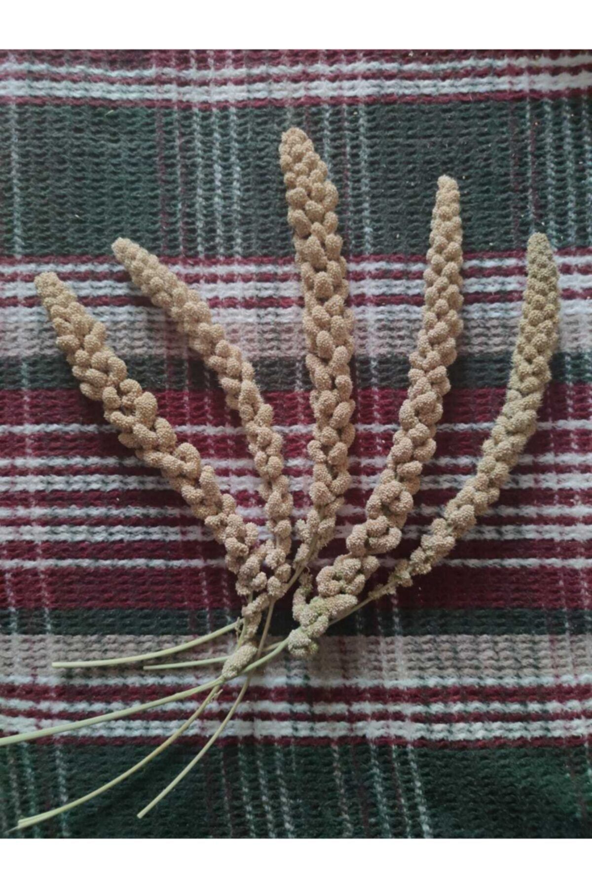 TTT.desıgn Doğal Sarı Dal Darı Protein Deposu Organik Kuş Yemi 5 Adet Yeni Mahsül
