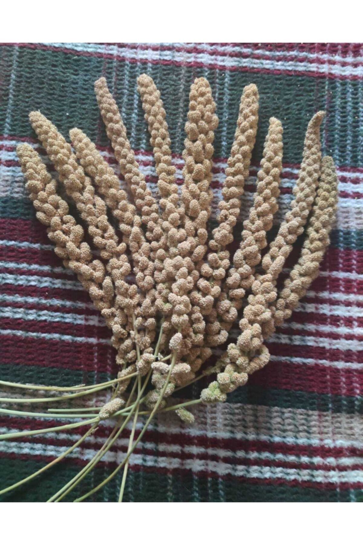 TTT.desıgn Doğal Sarı Dal Darı Protein Deposu Organik Kuş Yemi 10 Adet Yeni Mahsül