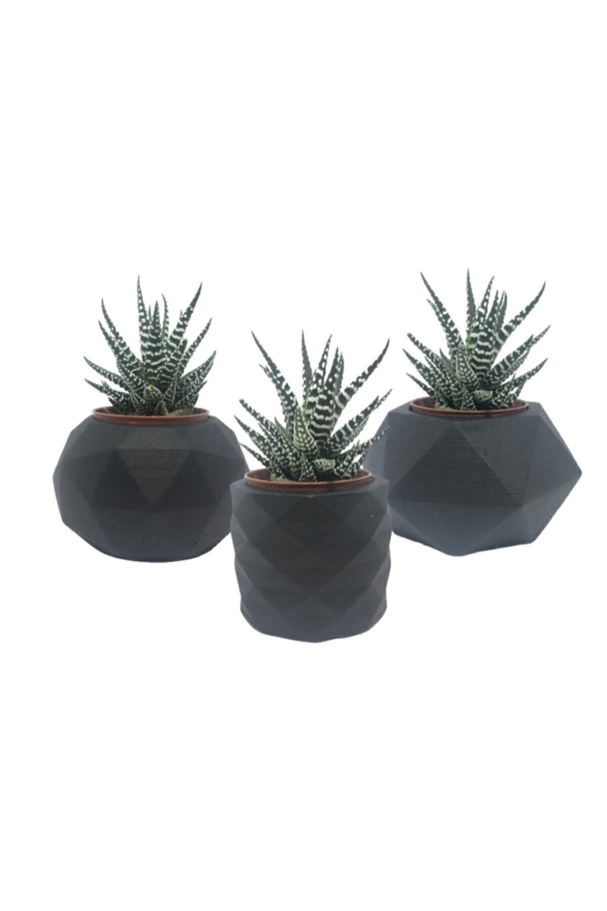 RAF Store 3'lü Siyah Beton Saksı Seti Kaktüs Sukulent Saksısı 3lü Siyah Set