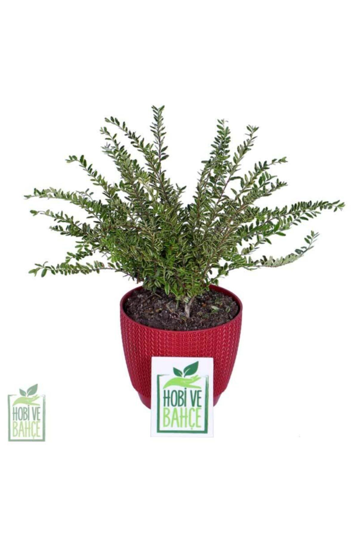 HOBİ VE BAHÇE Alacalı Çalı Hanımeli (Lonicera Nitida Lemon Queen)