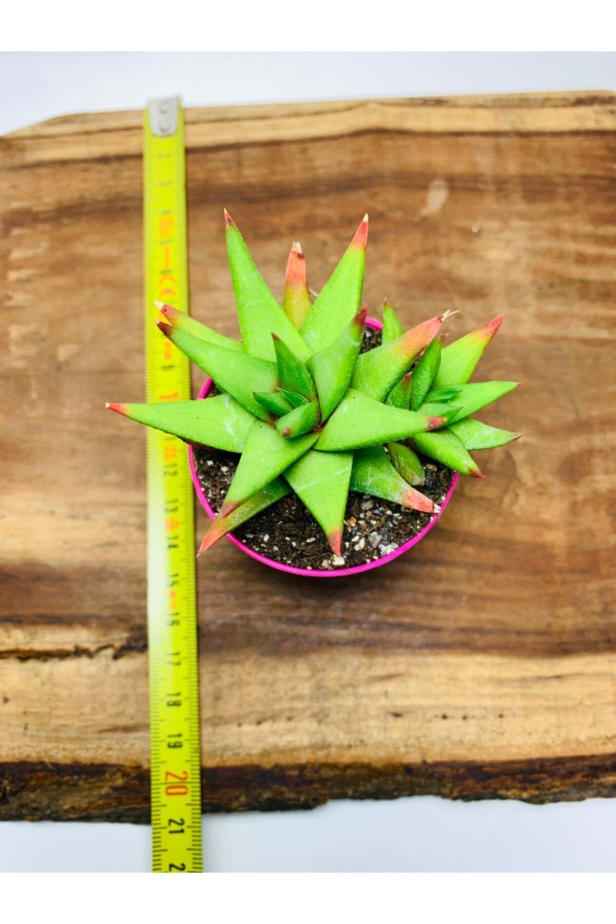 foliumbotanik Haworthia Rigida Sukulent