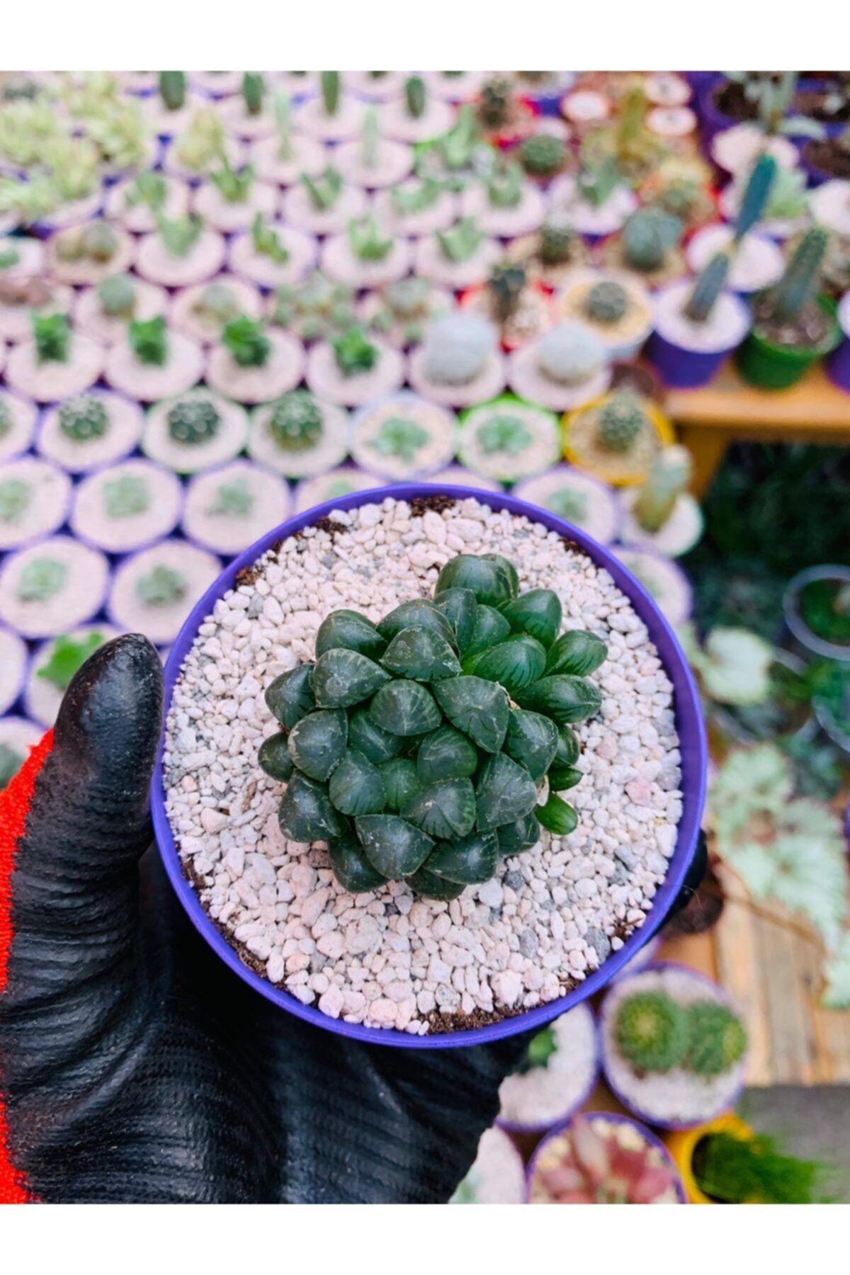 foliumbotanik Haworthia Cooperi Var Pilifera Sukulent Şeffaf Özel Tür