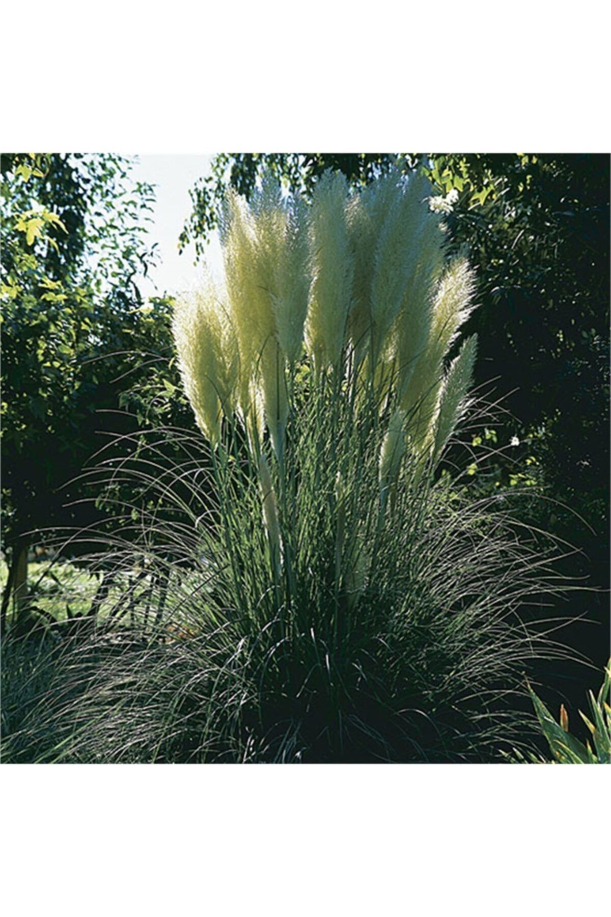 1001fidan Cortaderia Sellona Bataklık Sazı Pampas Otu Fidanı 1-3 Gövdeli