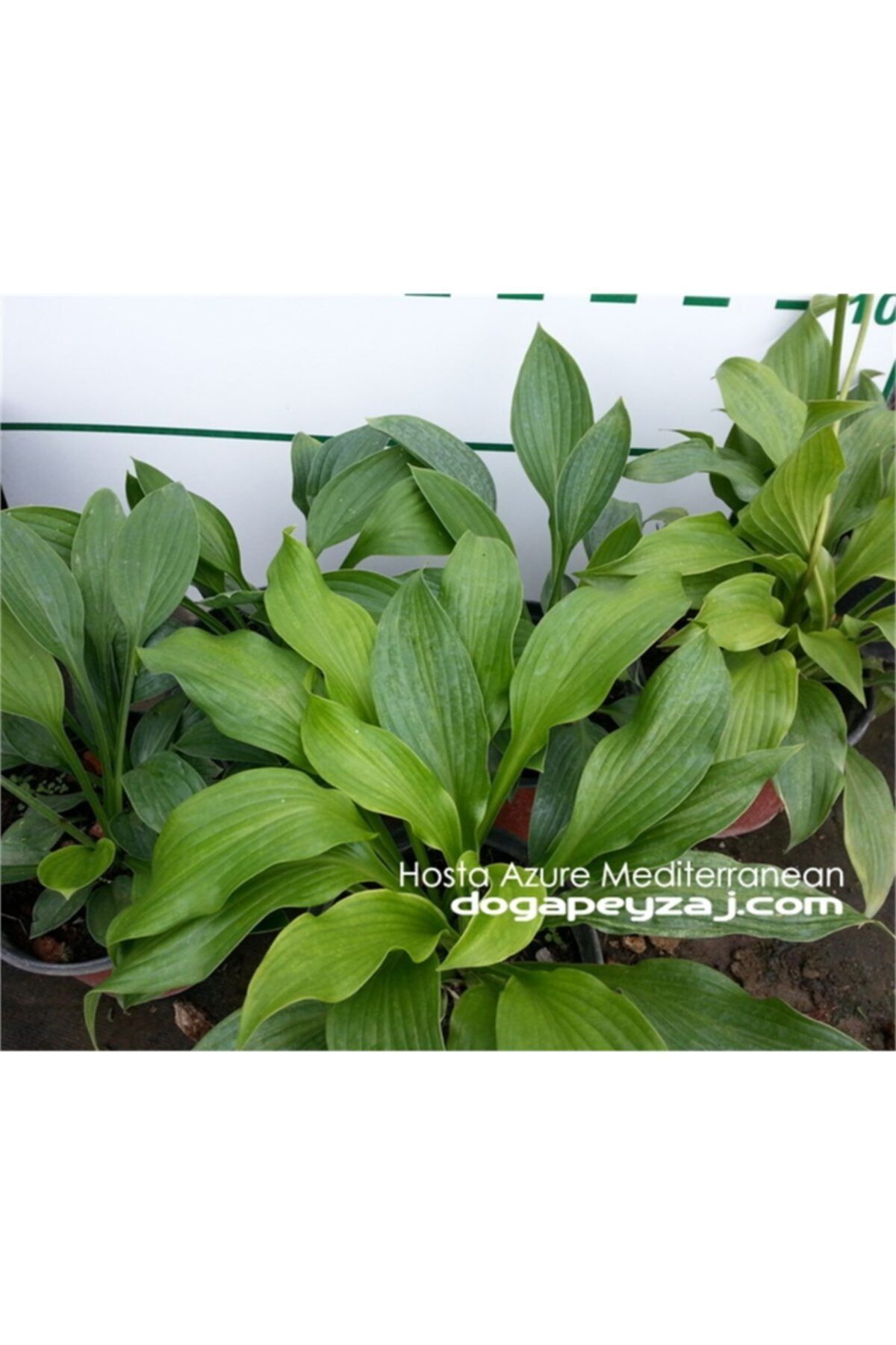 1001fidan Hosta Azure Mediterranean Ağustos Zambağı Fidesi 0-20cm