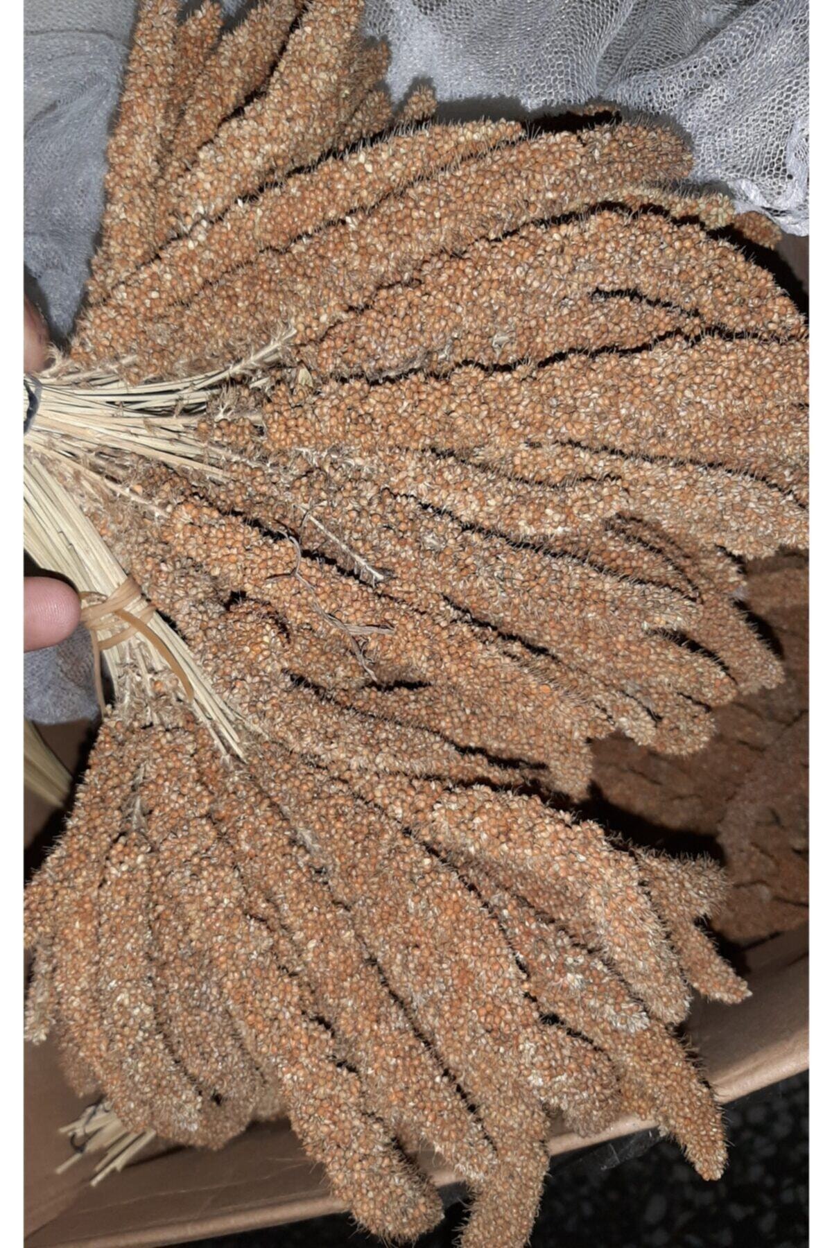 İKSİR PROF KUŞ MAMASI Kızıl Dal Darı Iri 1 Kg