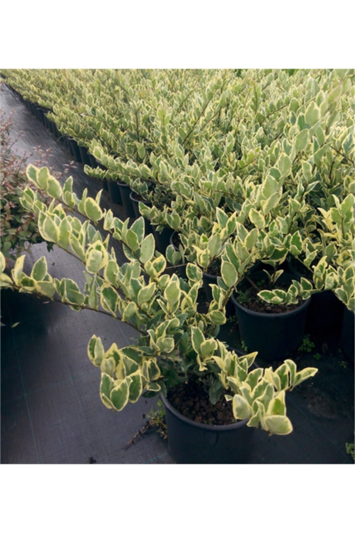 1001fidan Ligustrum Jap Texanum Var. Alaca Yaprak Kurtbağrı Fidanı 40-60cm