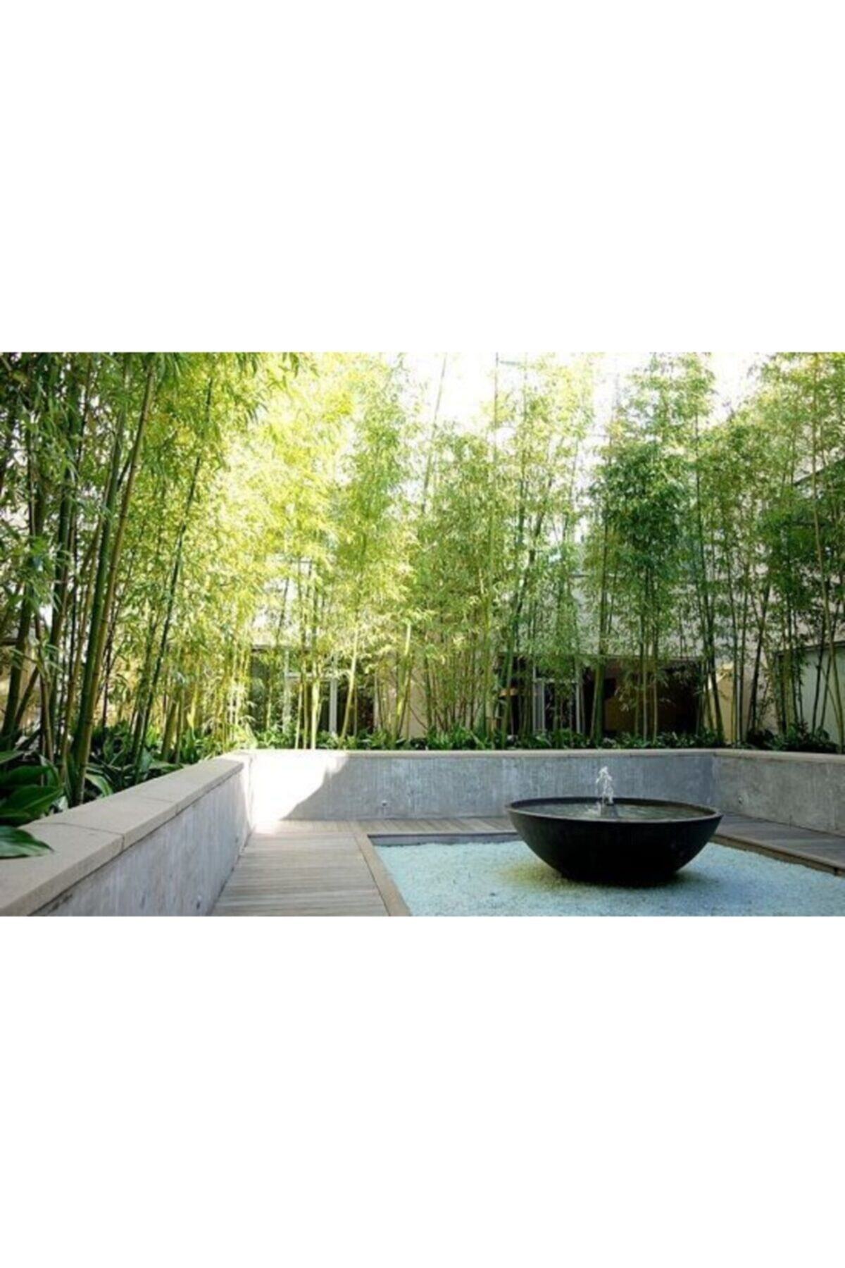 1001fidan Bambusa Phyllostachys Aurea Sarı Bambu Fidanı 120-150cm