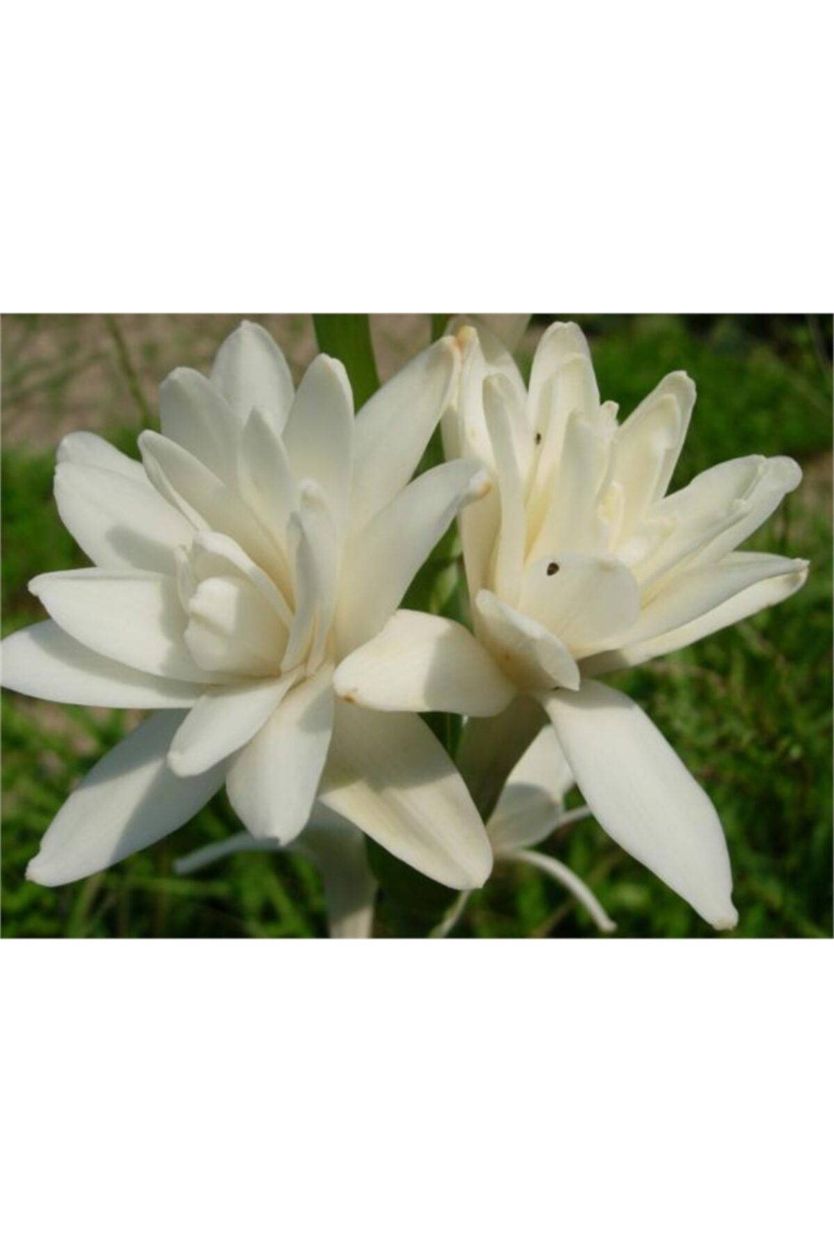 1001fidan Polianthes Tuberosa Katlı Sümbül Teber Sümbülteber Soğanı 3 Yaş 0-10cm