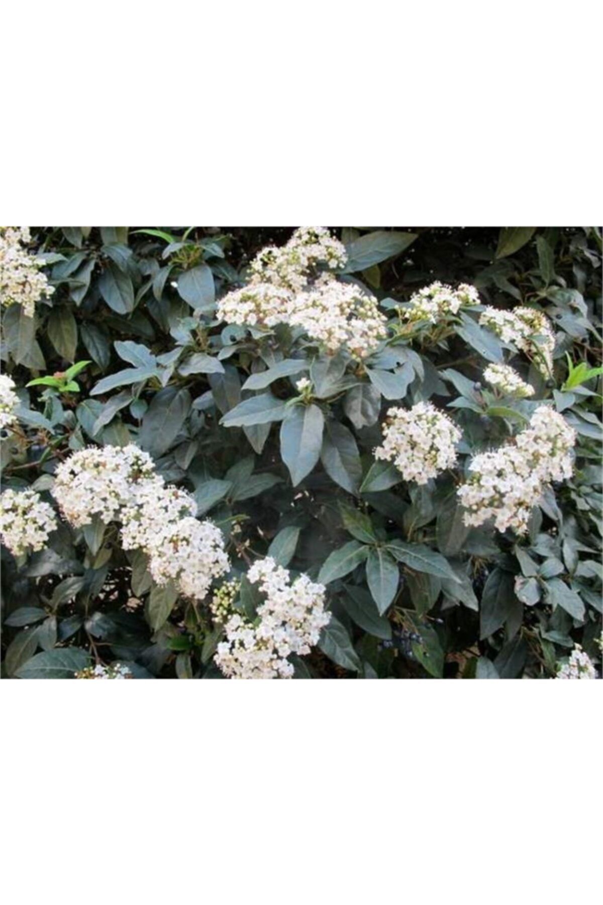 1001fidan Viburnum Tinus Kış Kartopu Fidanı 60-80cm