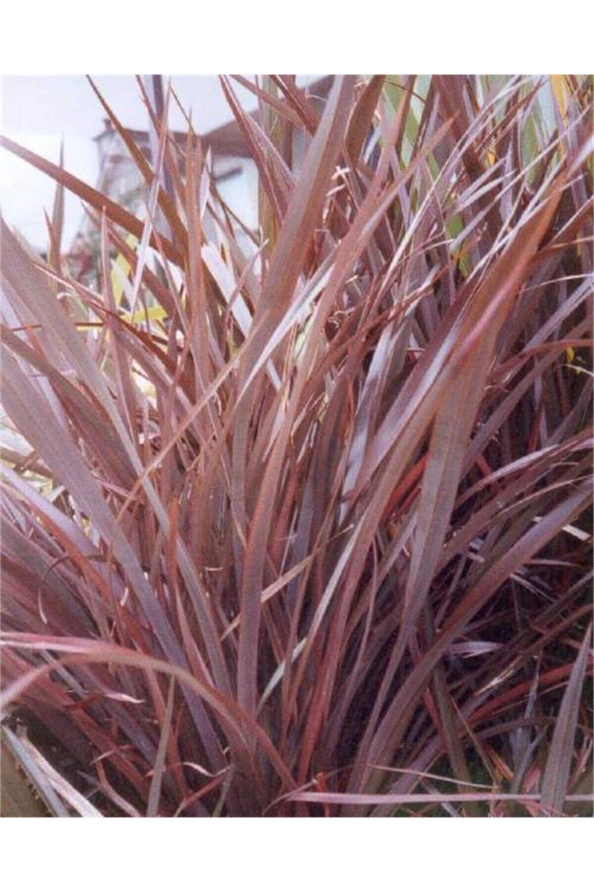 1001fidan Phormium Tenax Purpureum Yeni Zelanda Keteni Fidesi 10-30cm