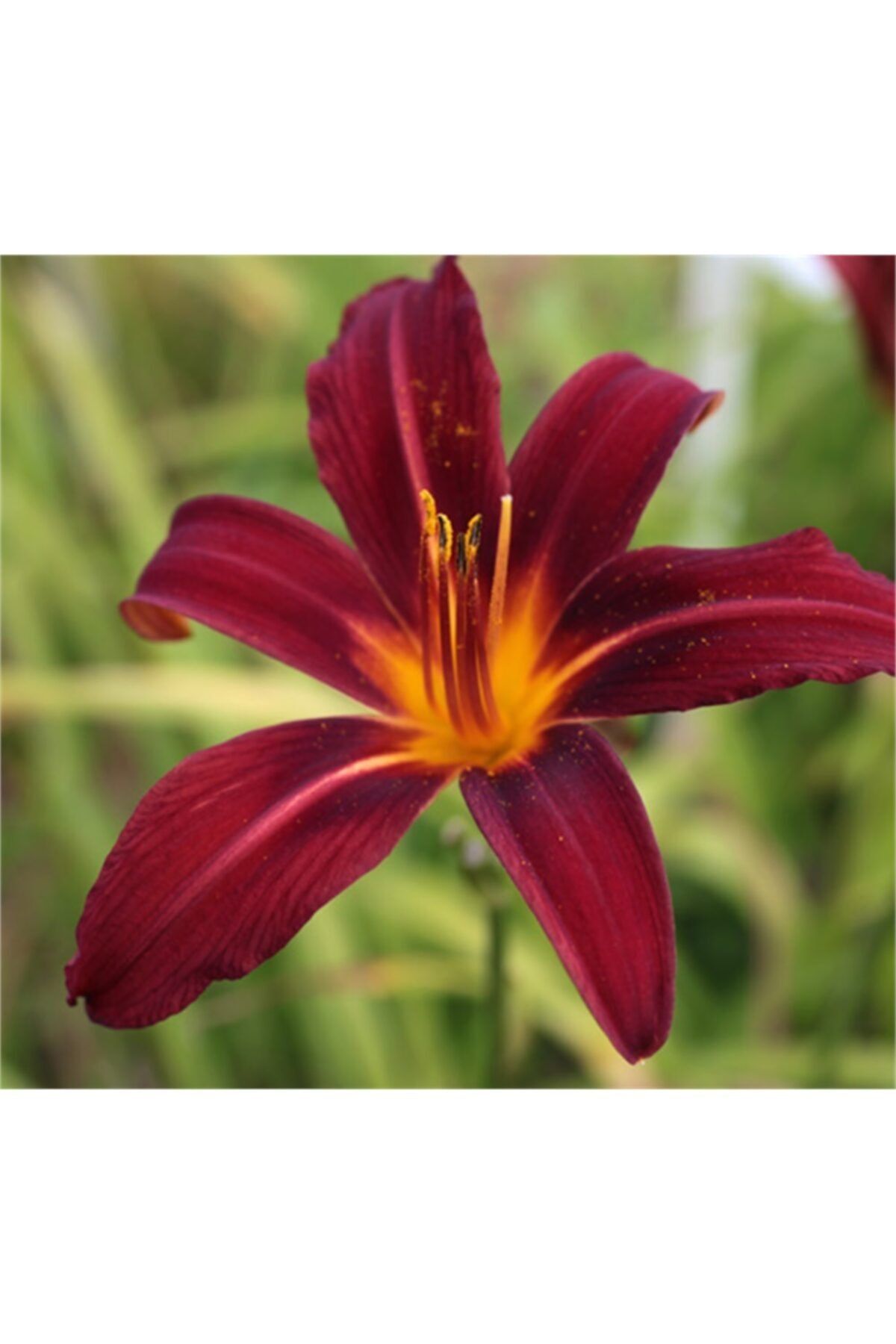 1001fidan Hemerocallis Crimson Pirate Güngüzeli Fidesi 0-30cm