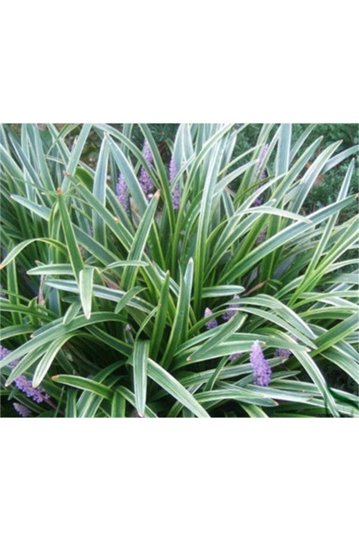1001fidan Liriope Muscari Variegata Alacalı Çim Zambağı 10-20cm