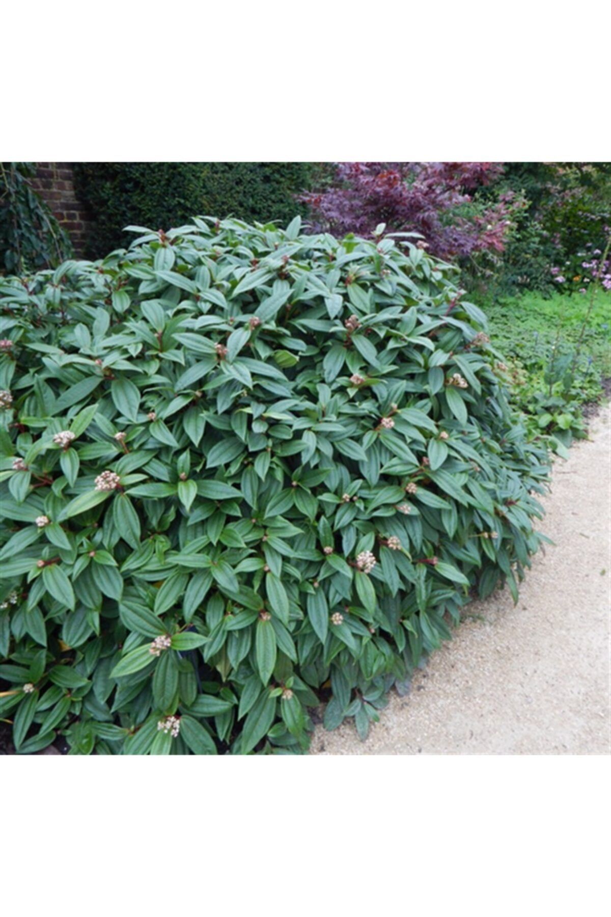 1001fidan Viburnum Davidii Angustifolia Dar Yapraklı Davud Kartopu Fidanı 20-40cm