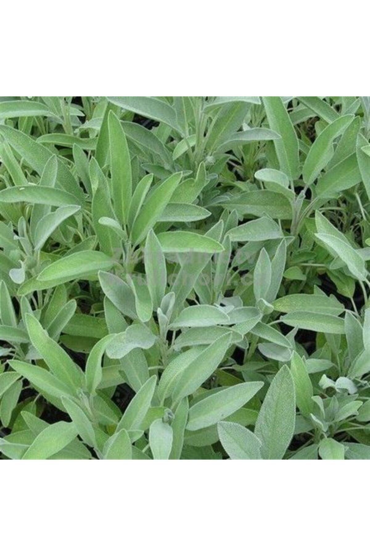 1001fidan Salvia Officinalis Adaçayı Fidanı 1 Yaşlı 10-30cm