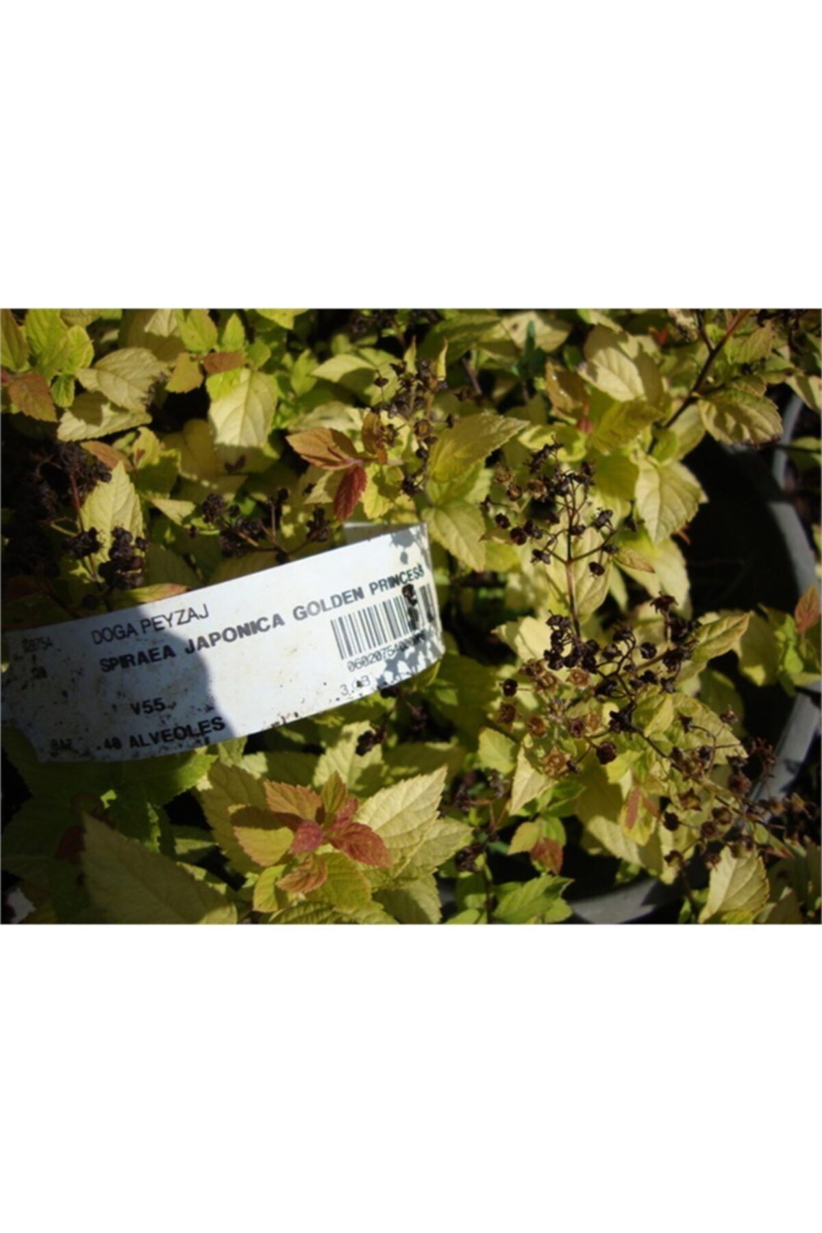 1001fidan Spirea Japonica Golden Princess Altuni Keçisakalı Ispirya Fidanı 0-30cm