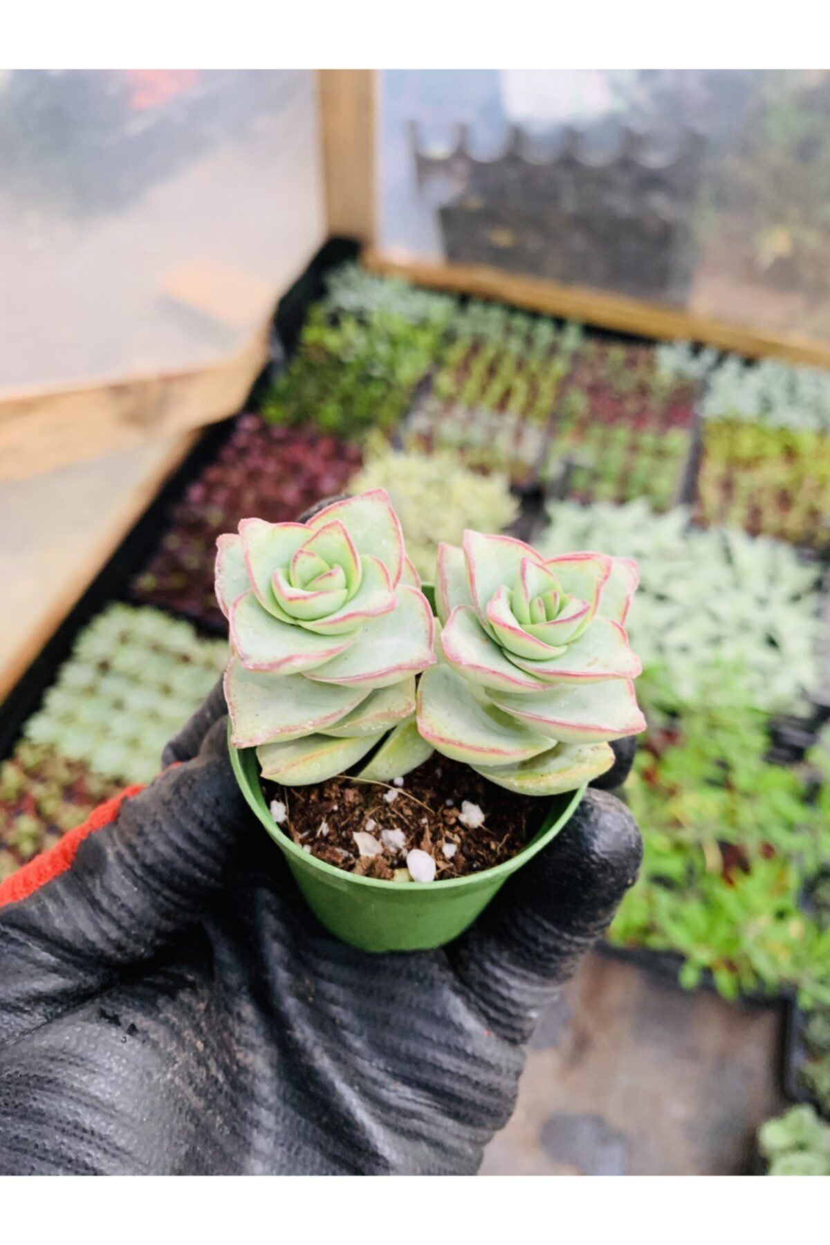 foliumbotanik Crassula Perforata Geniş Yapraklı Büyük Cins Sukulent