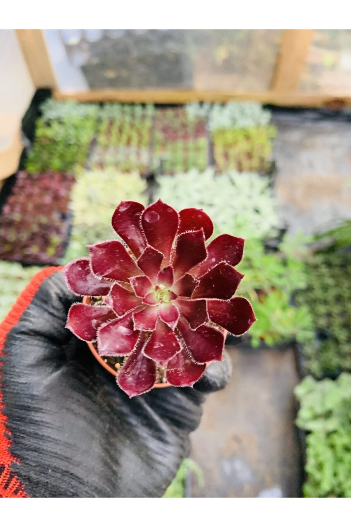 foliumbotanik 5.5'lik Saksıda Aeonium Arboreum Schwarzkopf