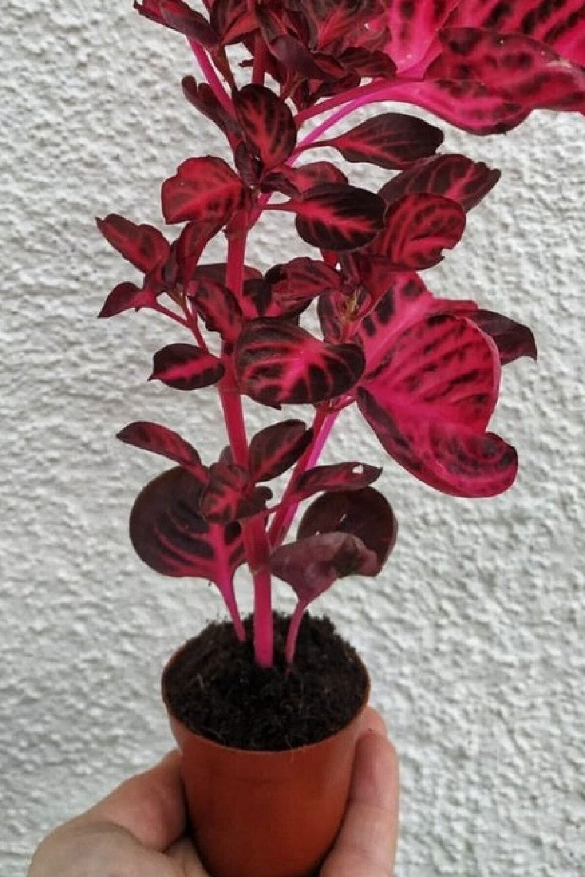 ÇİÇEKFLİX Cingene Çingene Şalvarı Bitkisi Iresine Herbstii 5.5 Cm Saksida 1. Kalitw