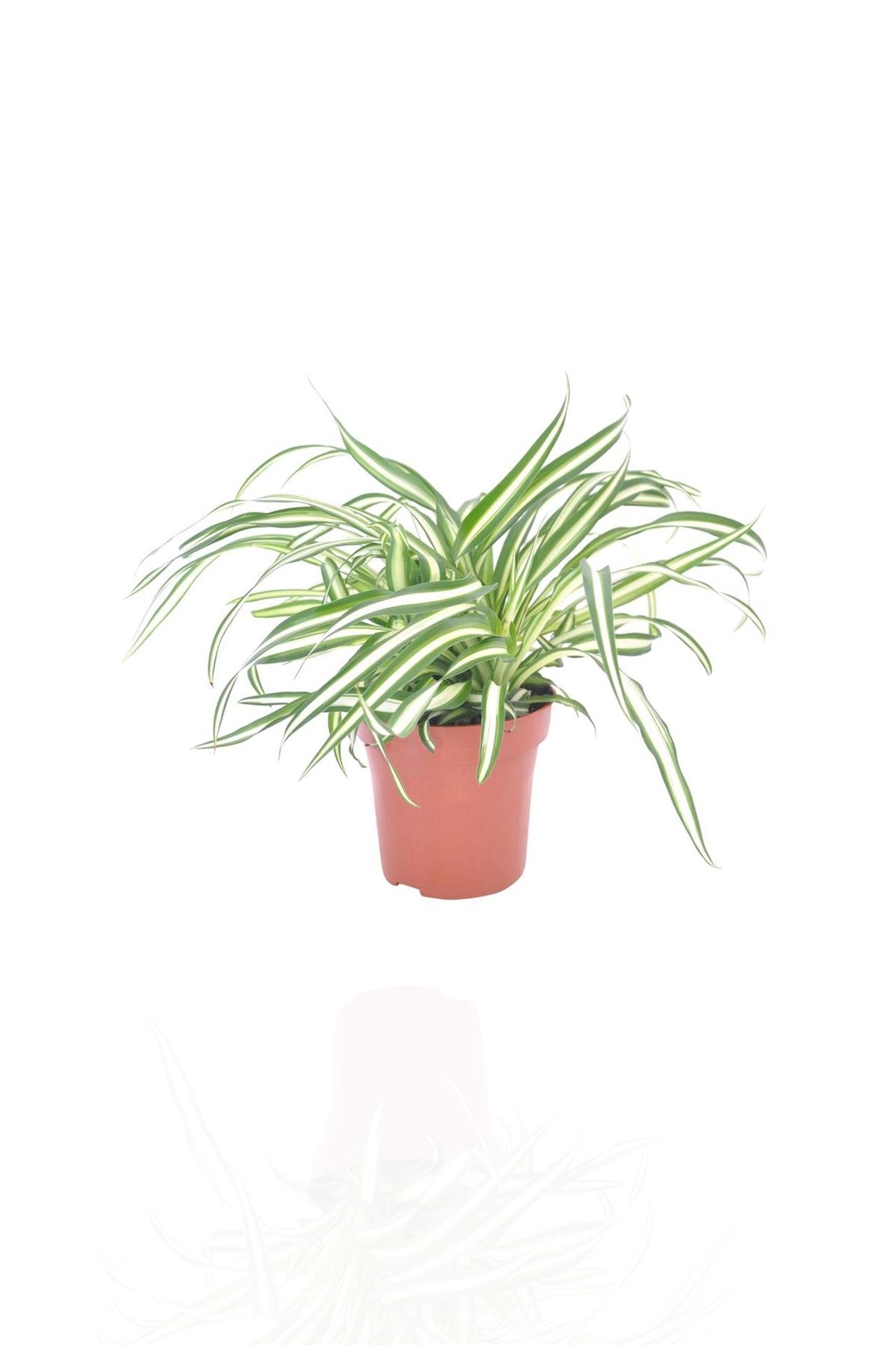 Fintarla Kurdele Çiçeği Chlorophytum Comosum 5.5