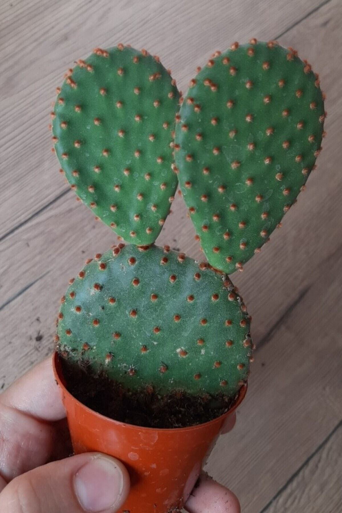ÇİÇEKFLİX Kirmizi Tavşan Kulağı Kaktüs 1. Kalite 5.5 Cm