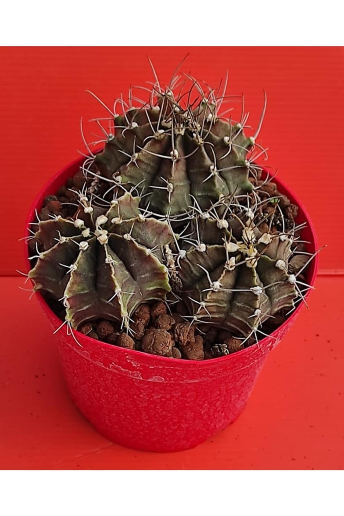 Pagoda Gymnocalycium Mihanovichii, (09e/25), Kaktüs, 12 Cm Saksıda