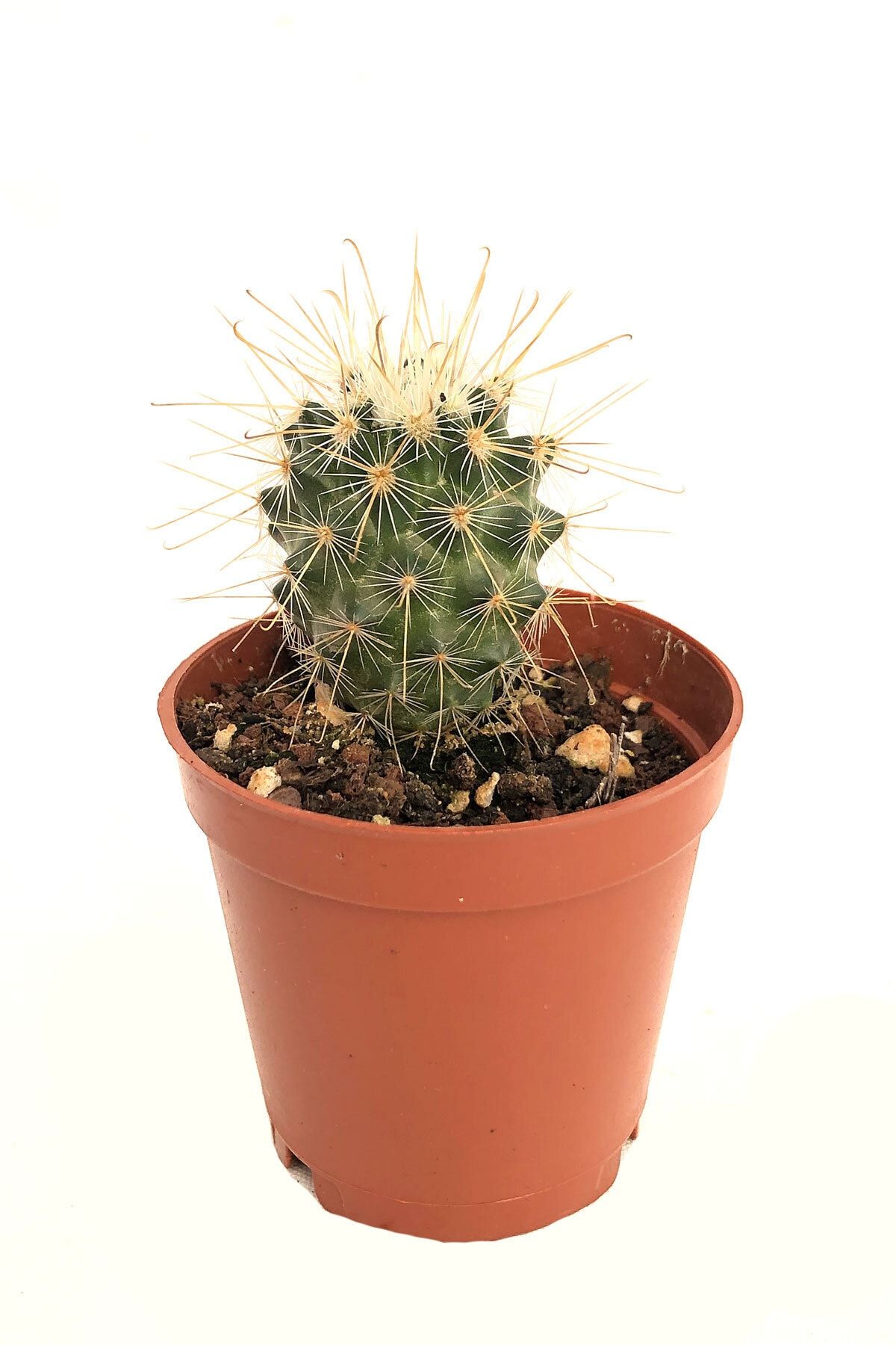 Arts Gardens Mammillaria Spinosissima Kaktüs 5.5 cm Saksıda