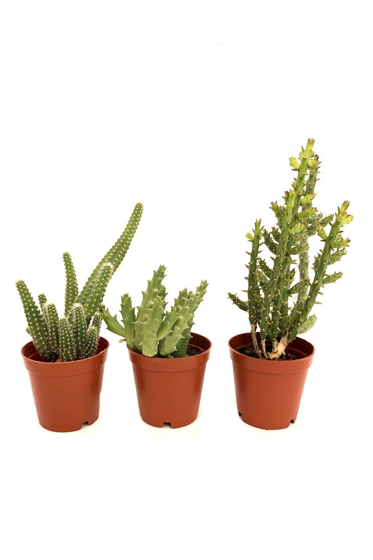 Arts Gardens 3 Adet Kaktüs (leş Kaktüs,parmak Kaktüs,opuntia Caribaea)
