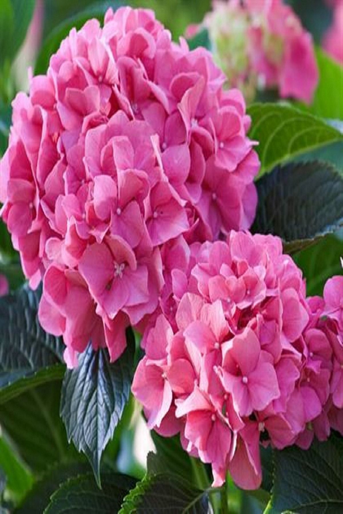 ALİBOTANİK Pembe Ortanca Fidanı Rüya Gibi Açar 26 cm