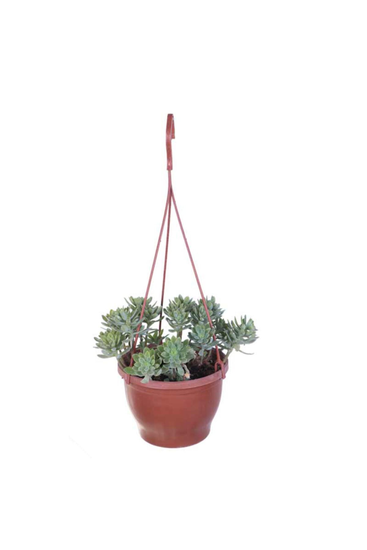 HOBİ VE BAHÇE Sedum Palmeri Askılı Saksı'da