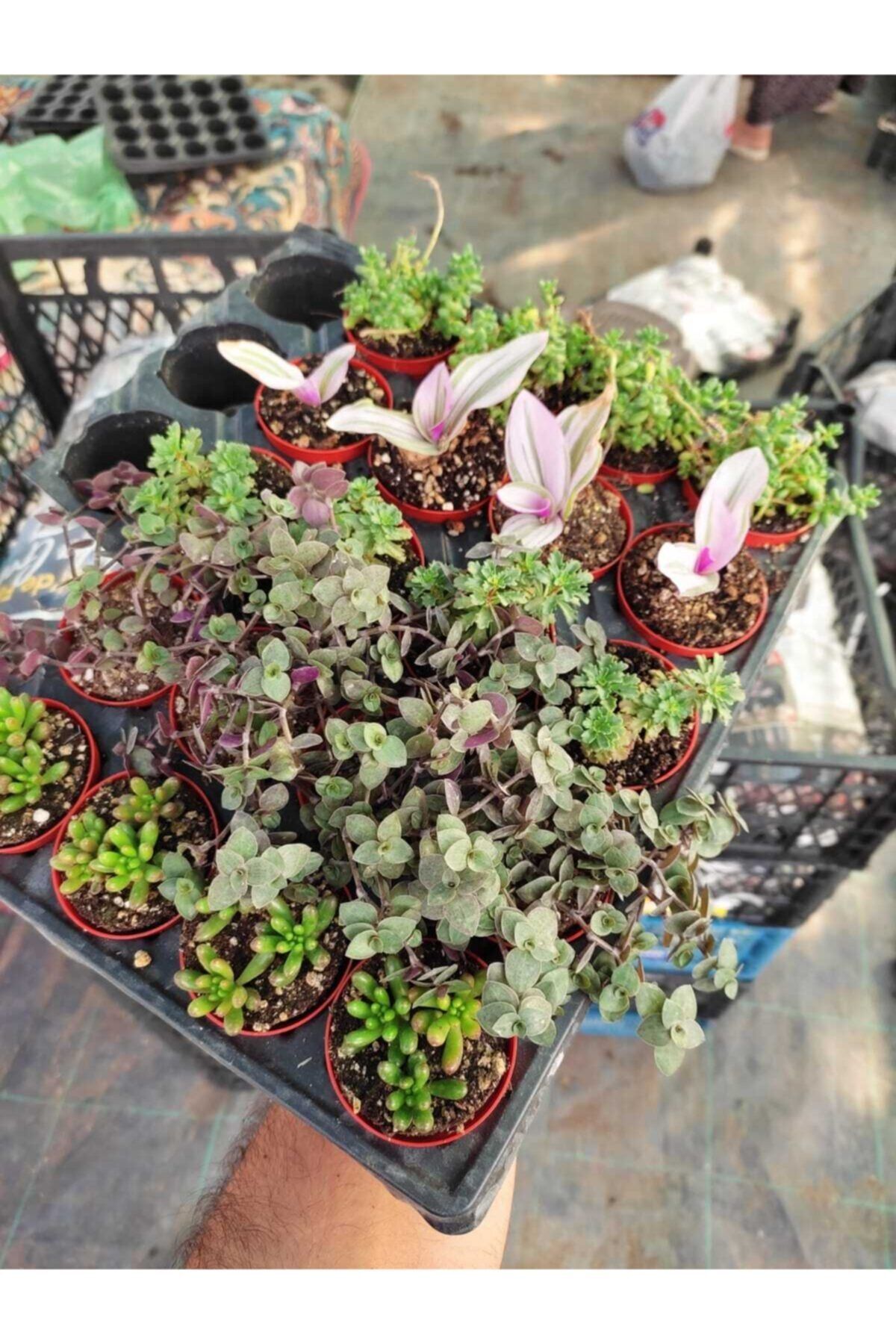 Hira çiçekçilik. 20'li Sukulent Sedum Paket