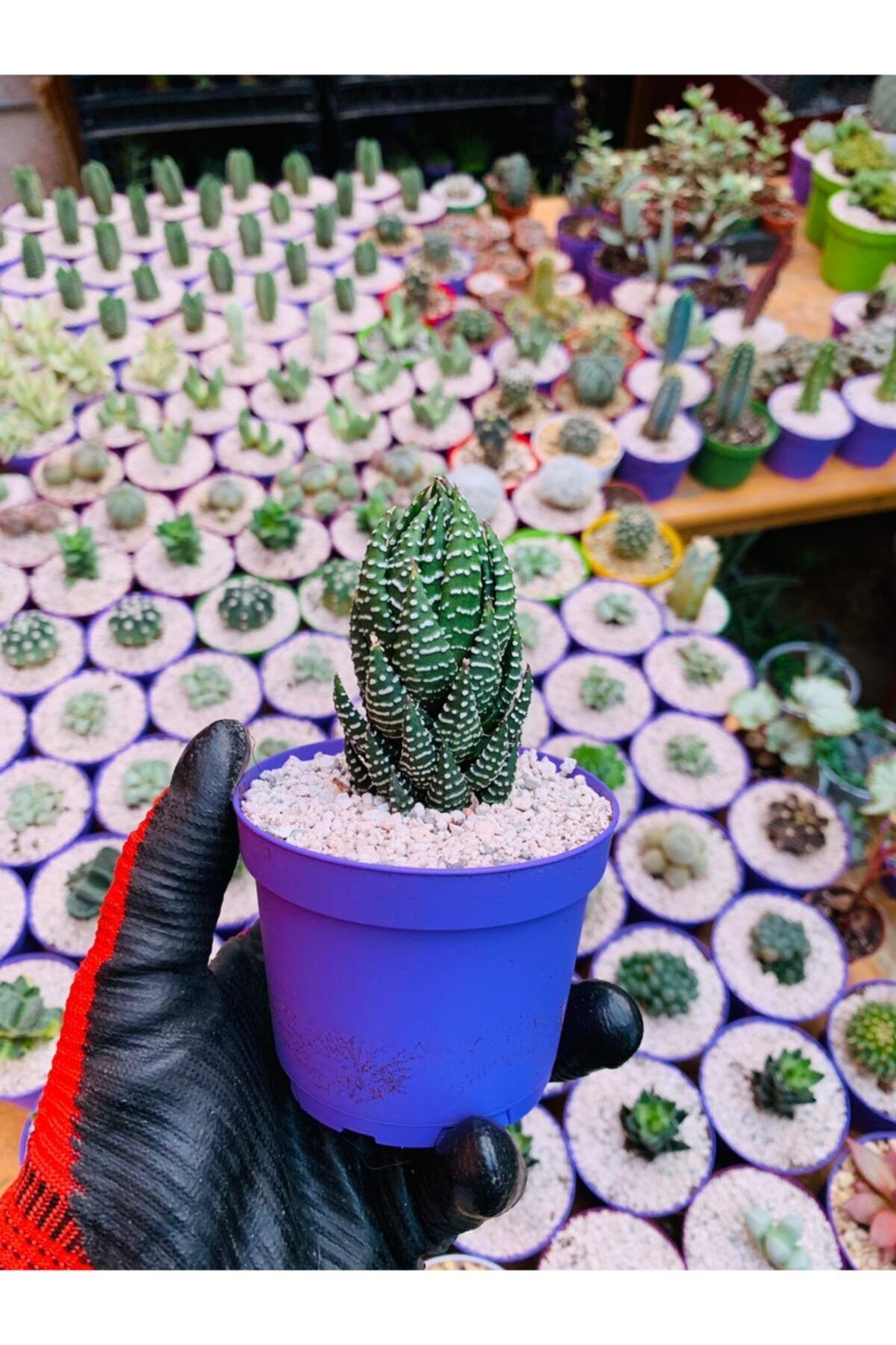 foliumbotanik Haworthiopsis Coarctata Özel Tür Haworthia