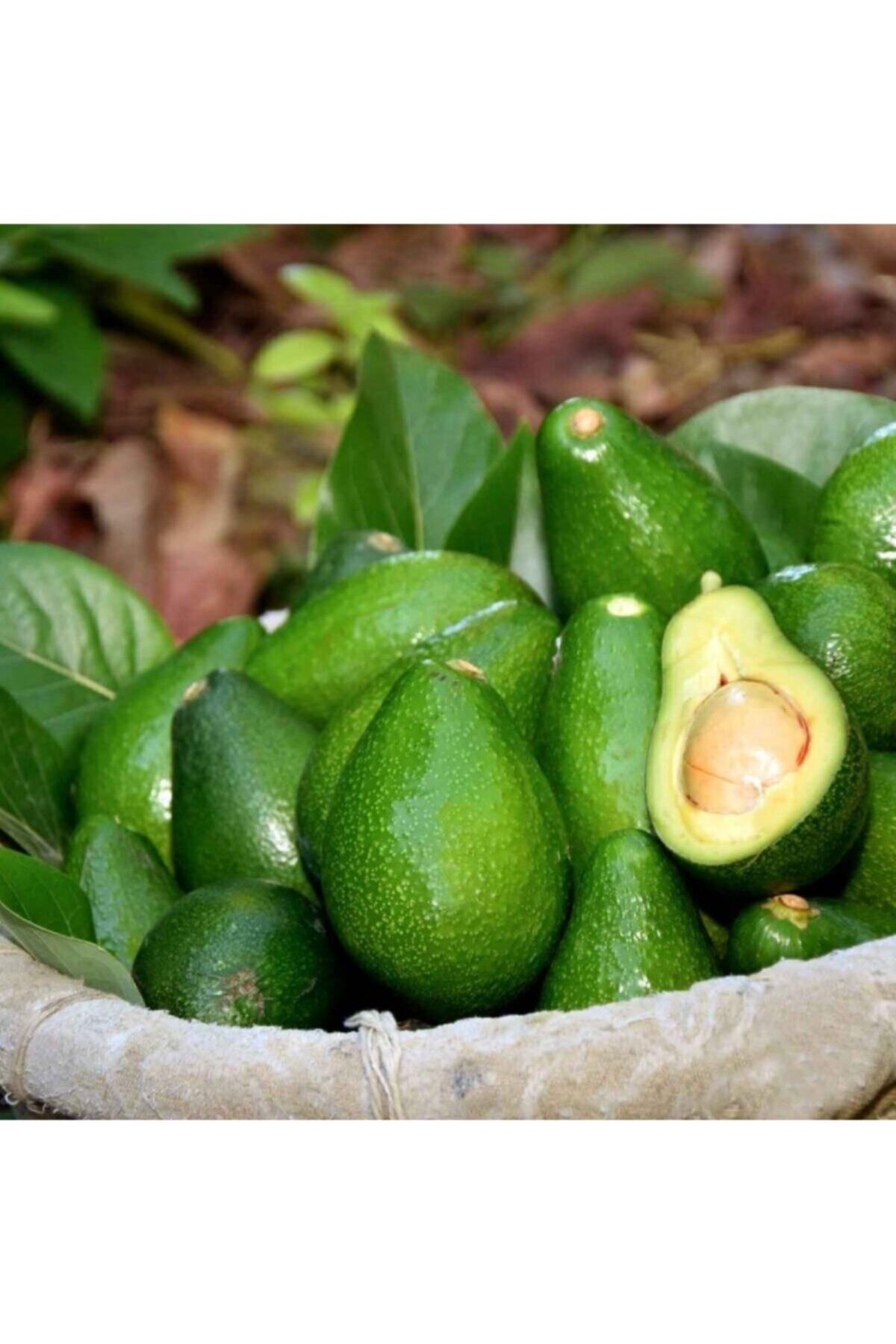 AKDENİZ KÖY SEPETİ 12 Adet Avokado Fuerte 300-500 Gr