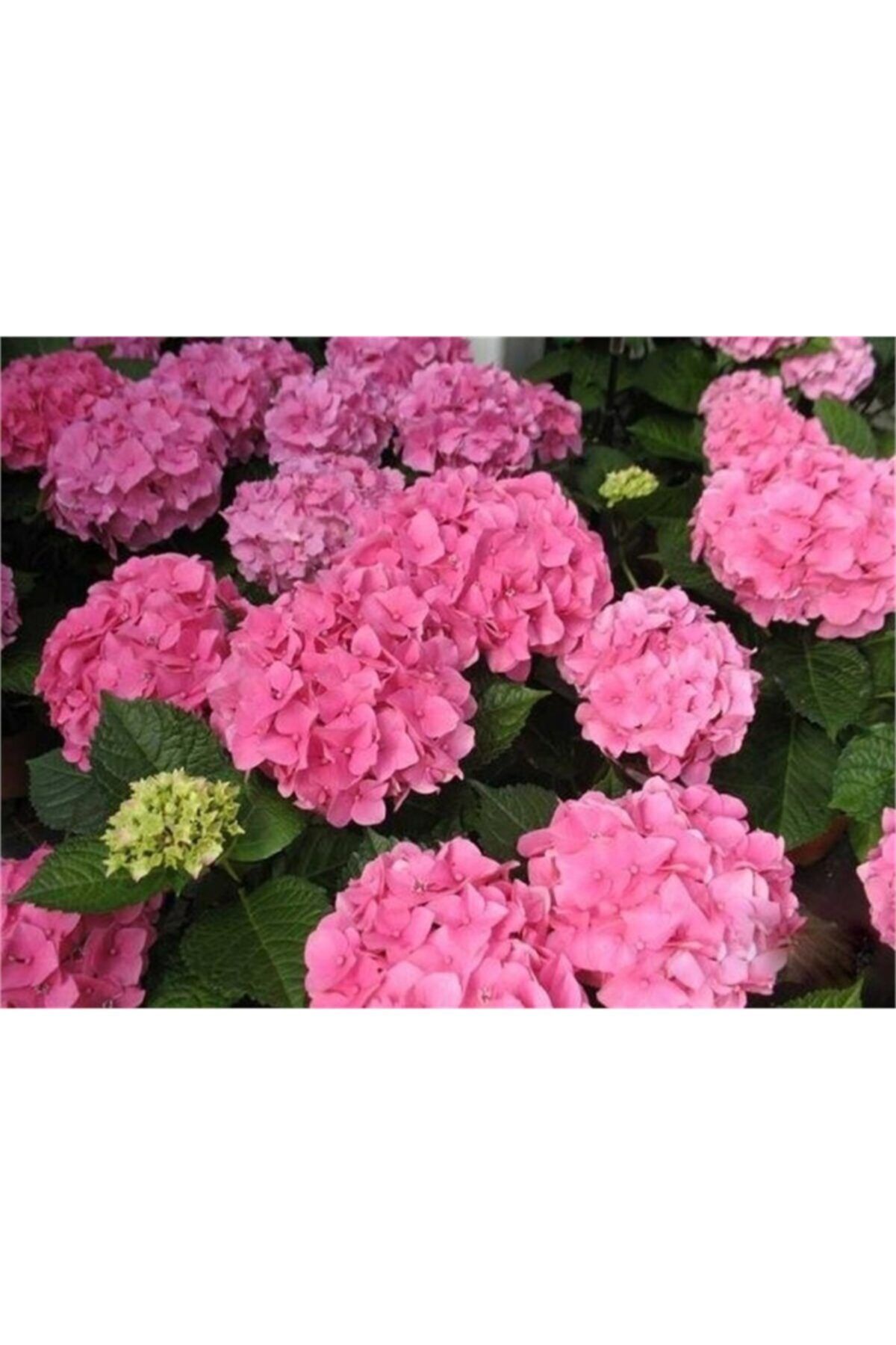 1001fidan Hydrangea Macrophylla Bahçe Ortancası Pembe Ortanca Fidanı 2 Yaş 0-40cm