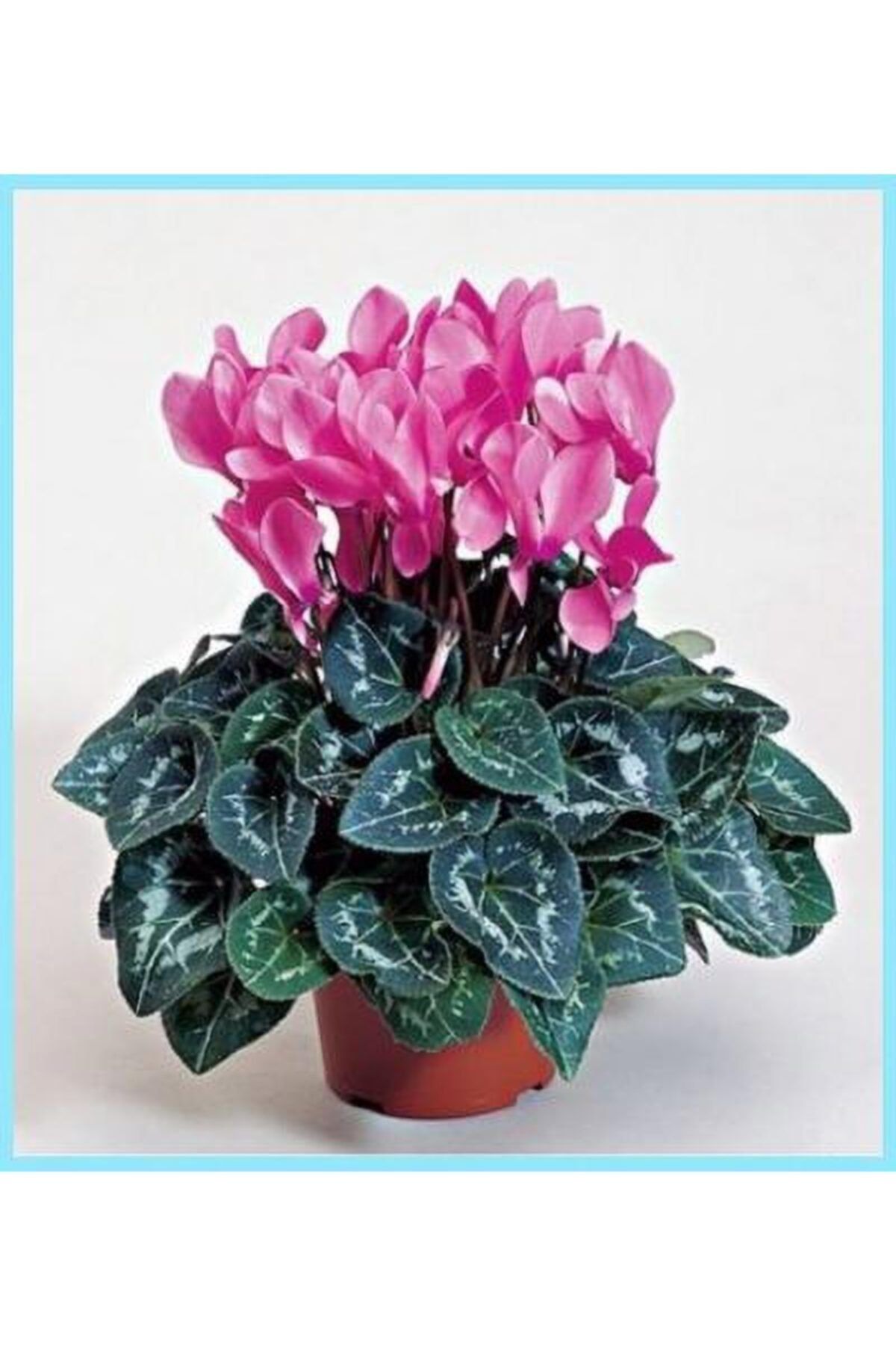 NANDİNA BOTANİK Canlı Saksılı Büyük Boy Sıklamen Fidanı (25-30 Cm) Pembe