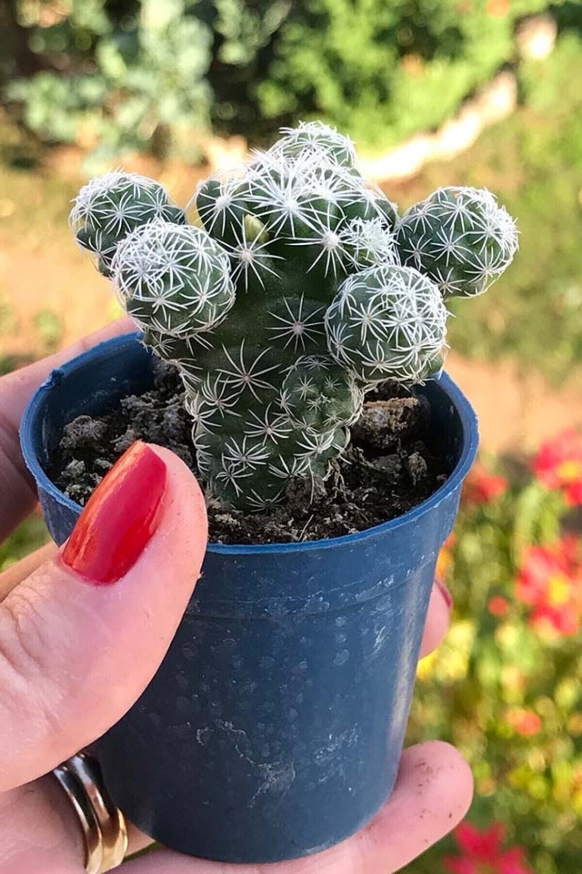 ÇİÇEKFLİX Mammillaria Dantelli Kaktüs 5.5 cm 1.kalite
