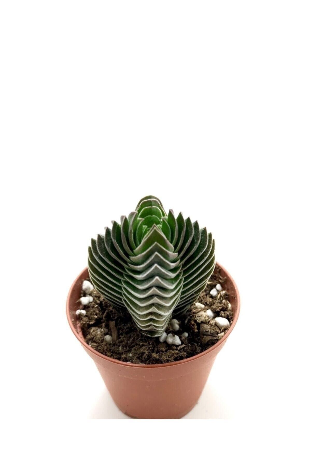 ünal kaktüs Crassula Buddha's Temple 5.5cm