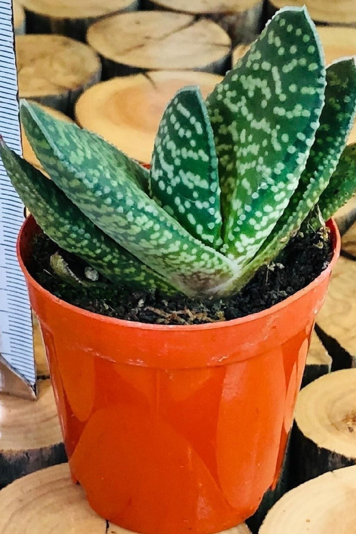 ÇİÇEKFLİX Gasteria Dorenia Kaktus Sukulent 5.5 cm Saksi